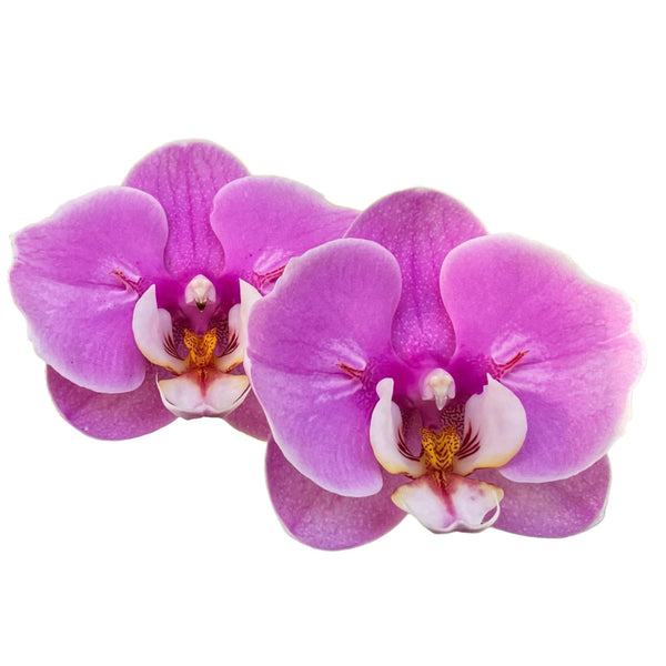 Phalaenopsis Taisuco Anna (peloric)