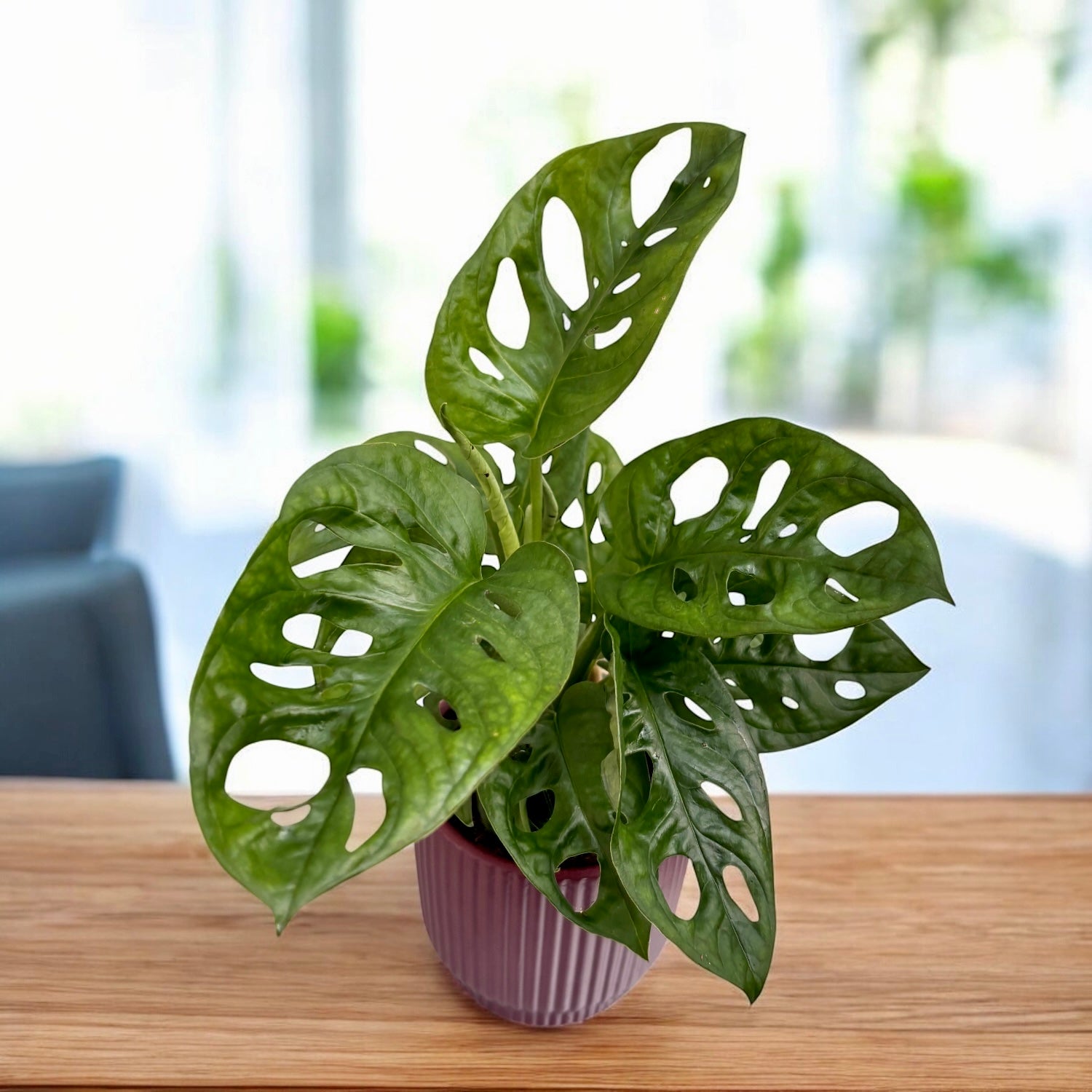 filodendro monstera deliciosa Monstera Adansonii (Filodendro Máscara de Mono) D9 – Secret Garden Plant Shop