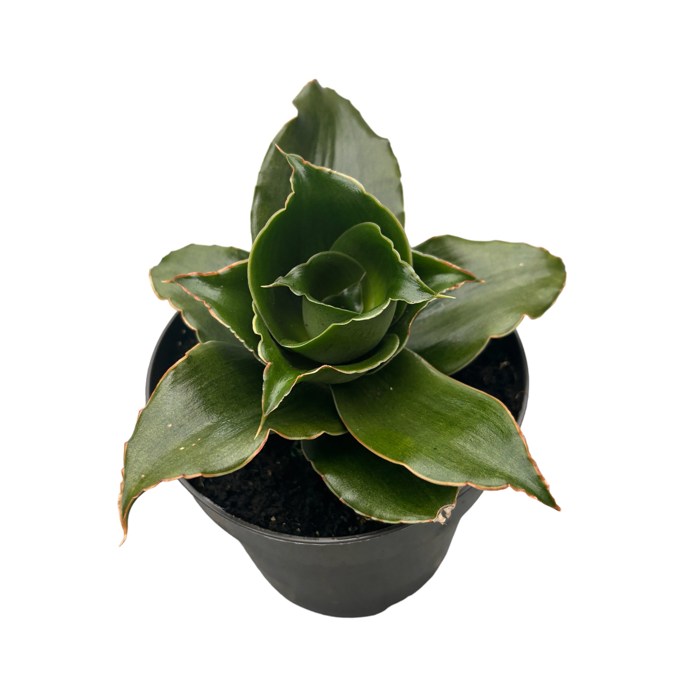 Sansevieria 'Star Rose' – Secret Garden Plant Shop