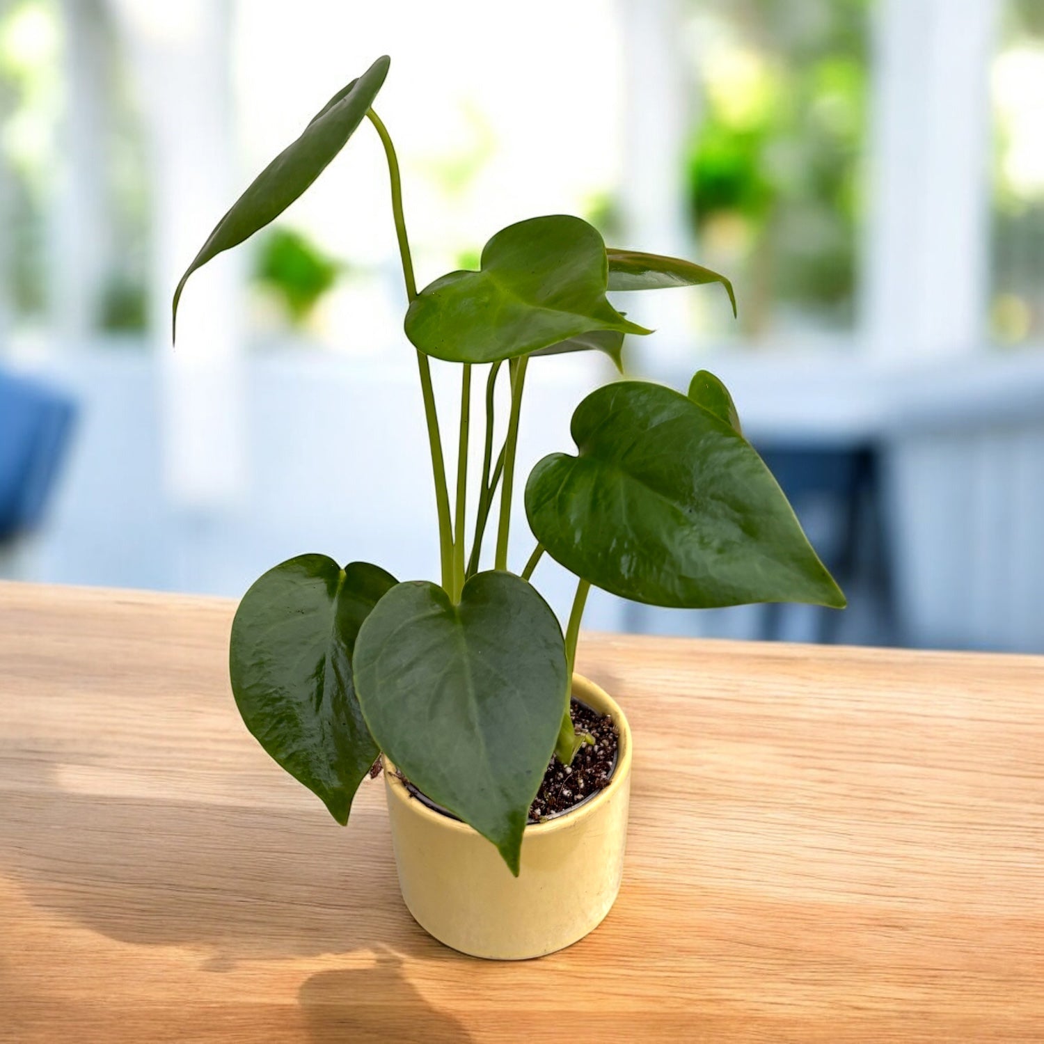 baby deliciosa monstera Monstera deliciosa 2pp – baby plant, inceputul unei plante tropicale s – Secret Garden Plant Shop