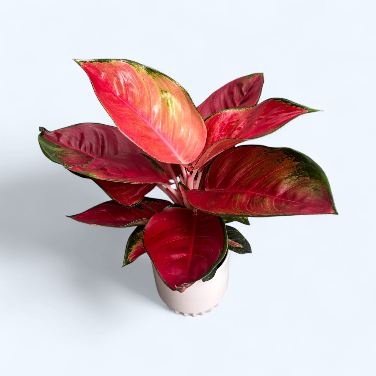 planta aglaonema roja Aglaonema 'China Red' – planta exótica con follaje vibrante – Secret Garden  Plant Shop