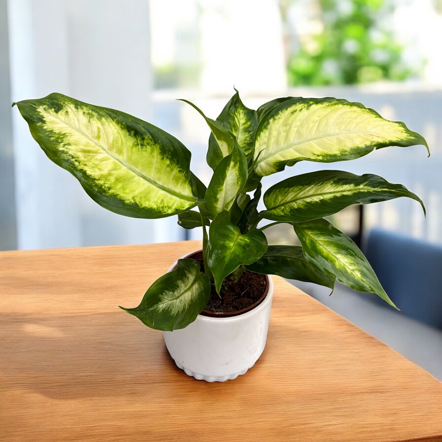 dieffenbachia camilla cura Dieffenbachia 'Camilla' – Secret Garden Plant Shop