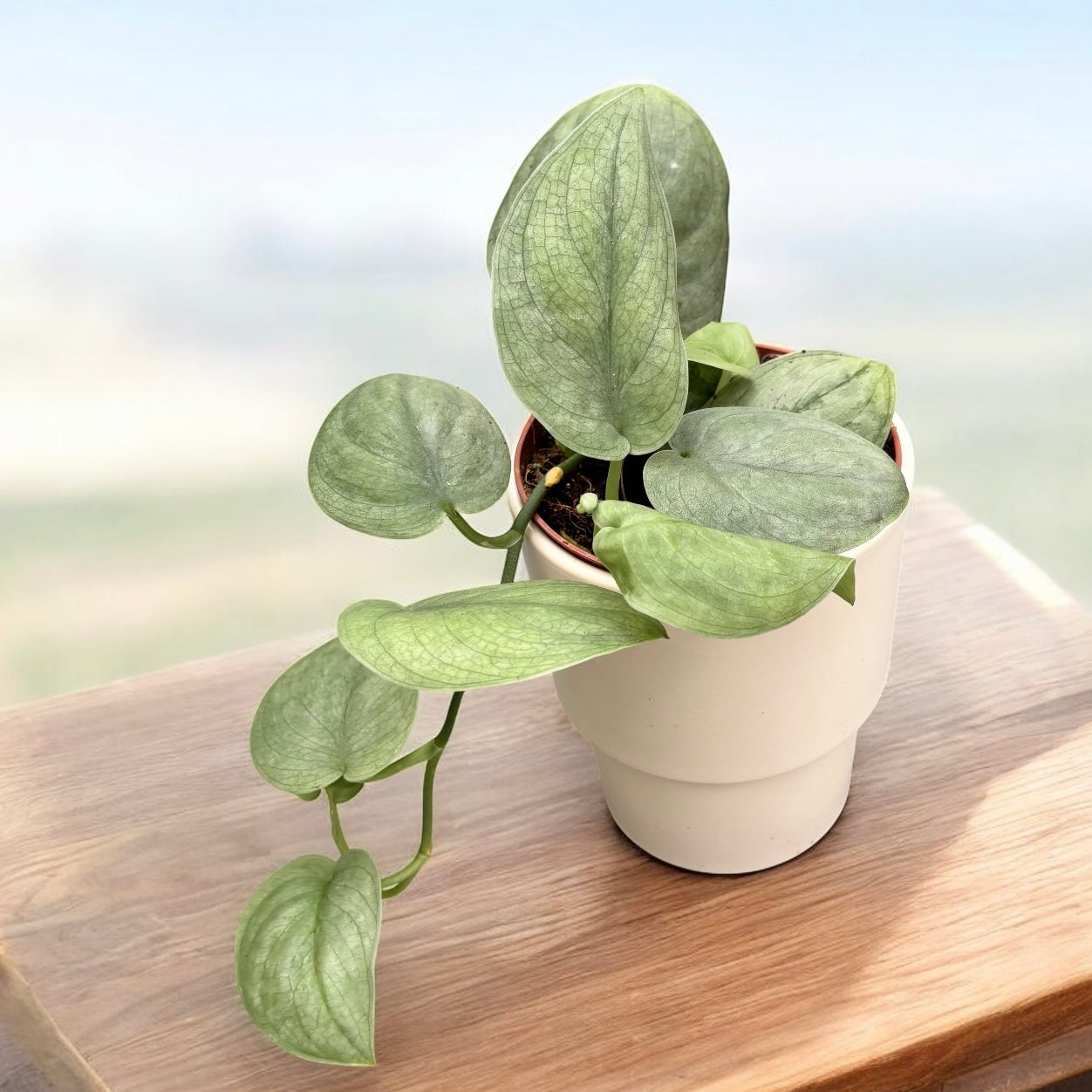 pothos silver hero Scindapsus 'Silver Hero'