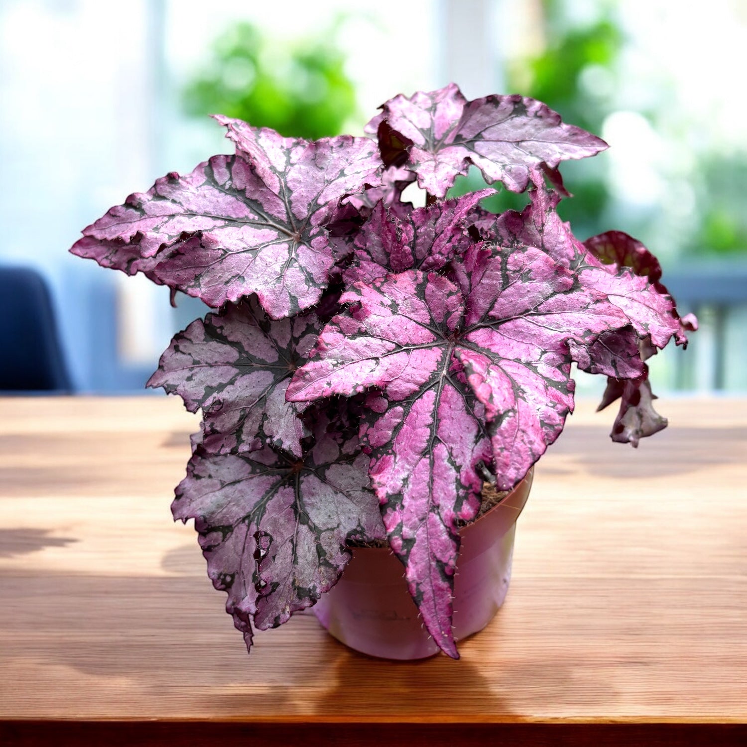 Begonie Verzaubert Pink – Secret Garden Plant Shop