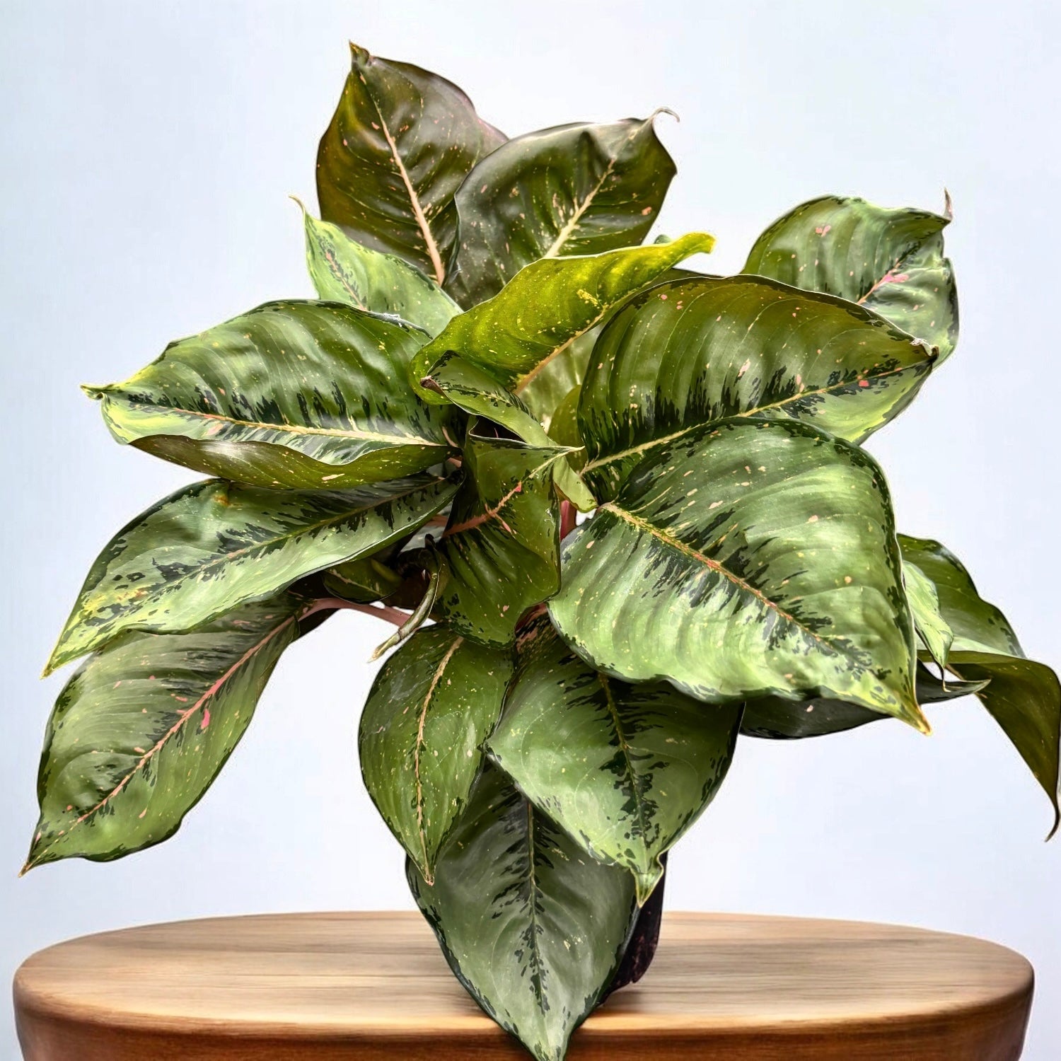Aglaonema 'Camo Coralie' - explozie de verde si roz, exemplare XL spec   Secret Garden Plant Shop