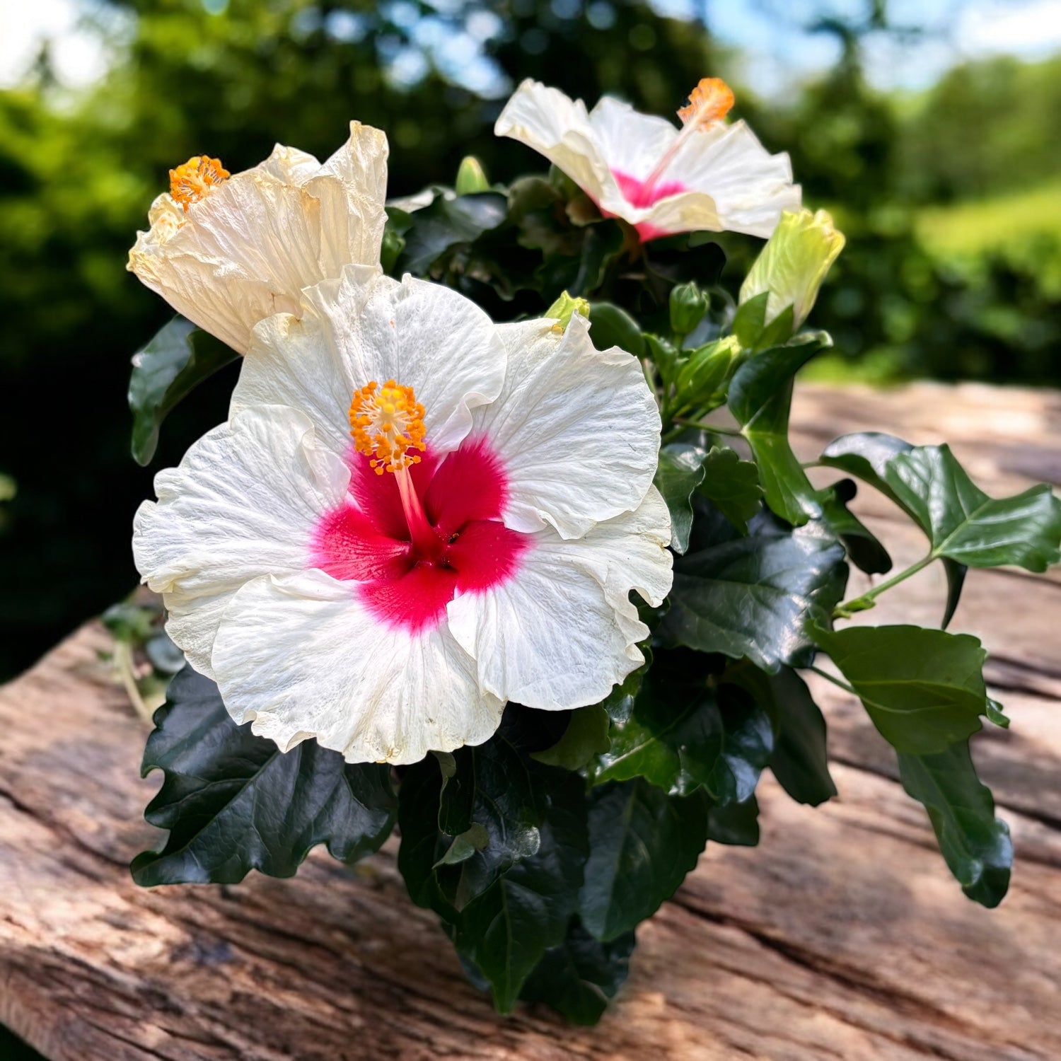 Hibiscus 'Adonicus White'- flori XL – Secret Garden Plant Shop