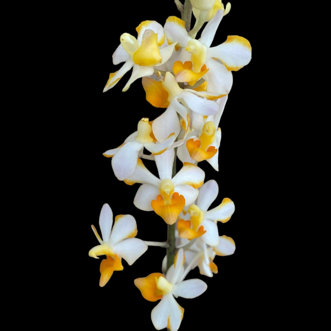 Vdnps. Pulcherrimin (Ascocentrum miniatum × Phal. pulcherrima )