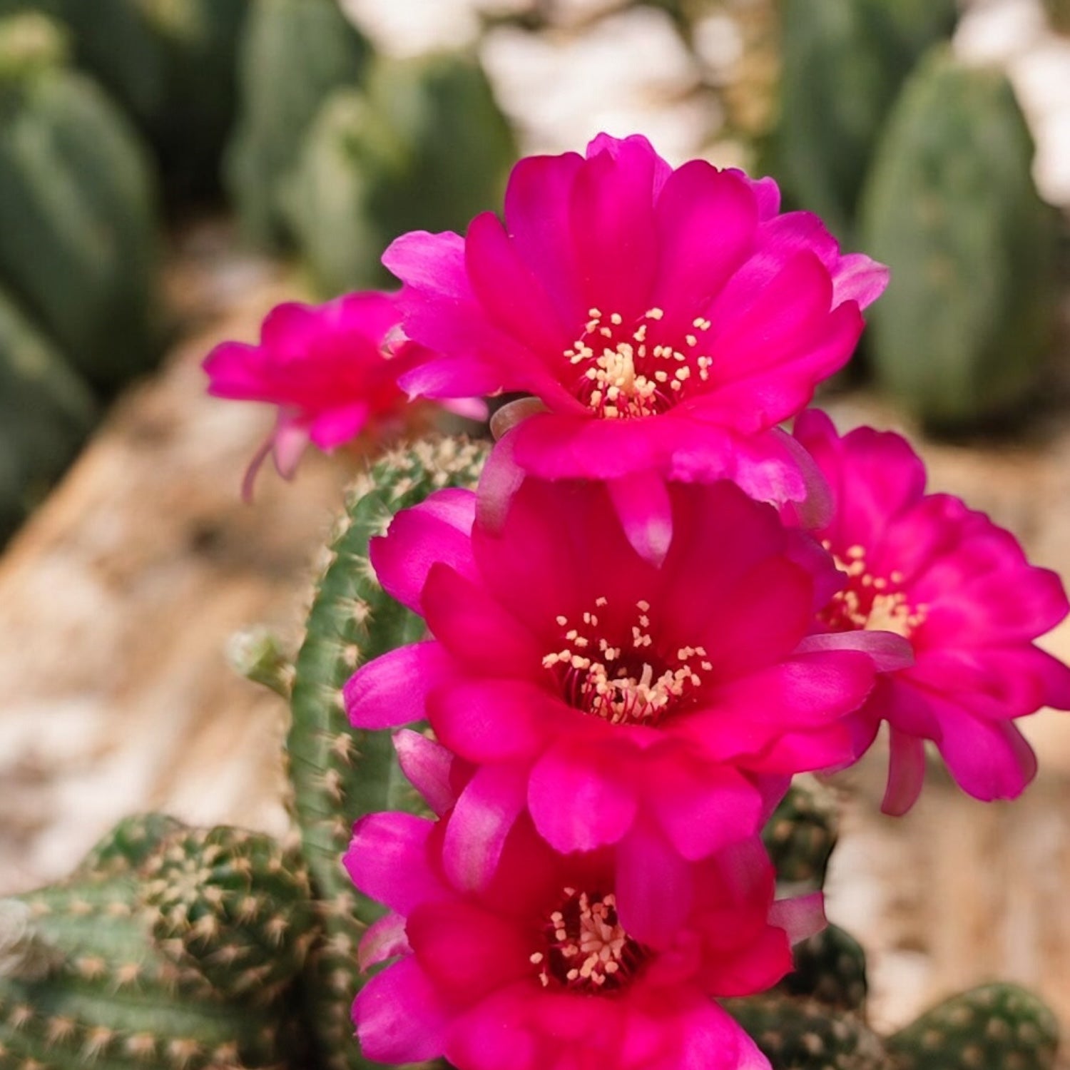 Chamaelobivia cv. 'Pauline'