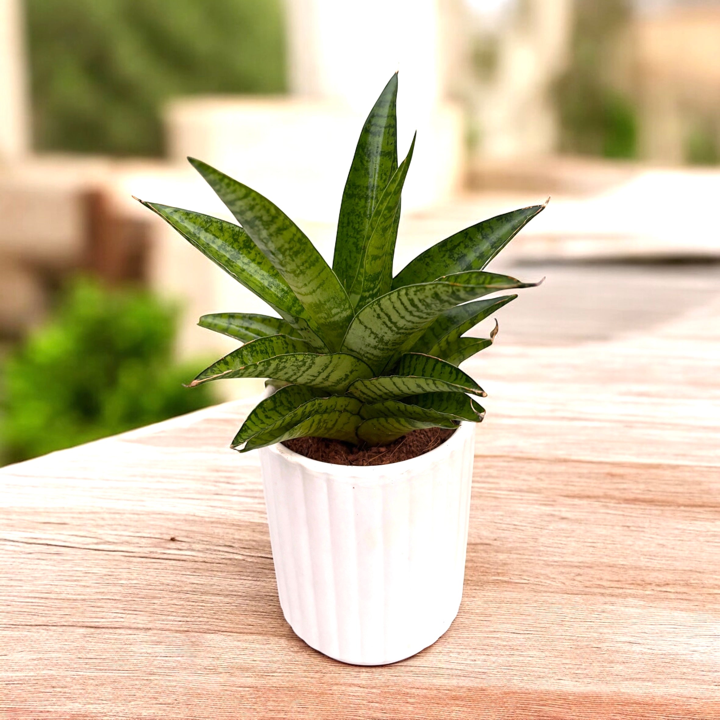 Sansevieria 'Tough Lady' – Secret Garden Plant Shop