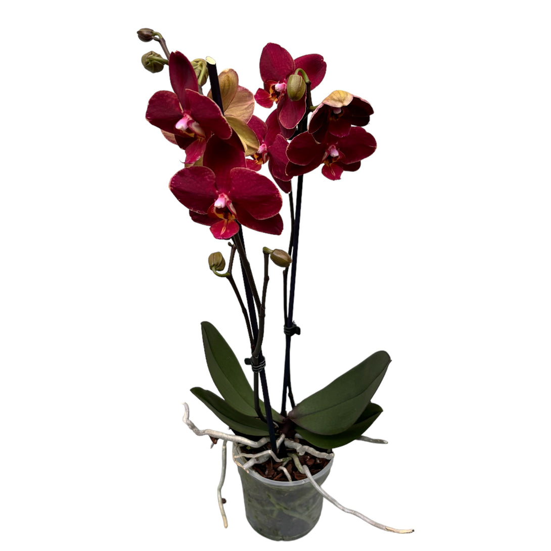 Phalaenopsis Ola