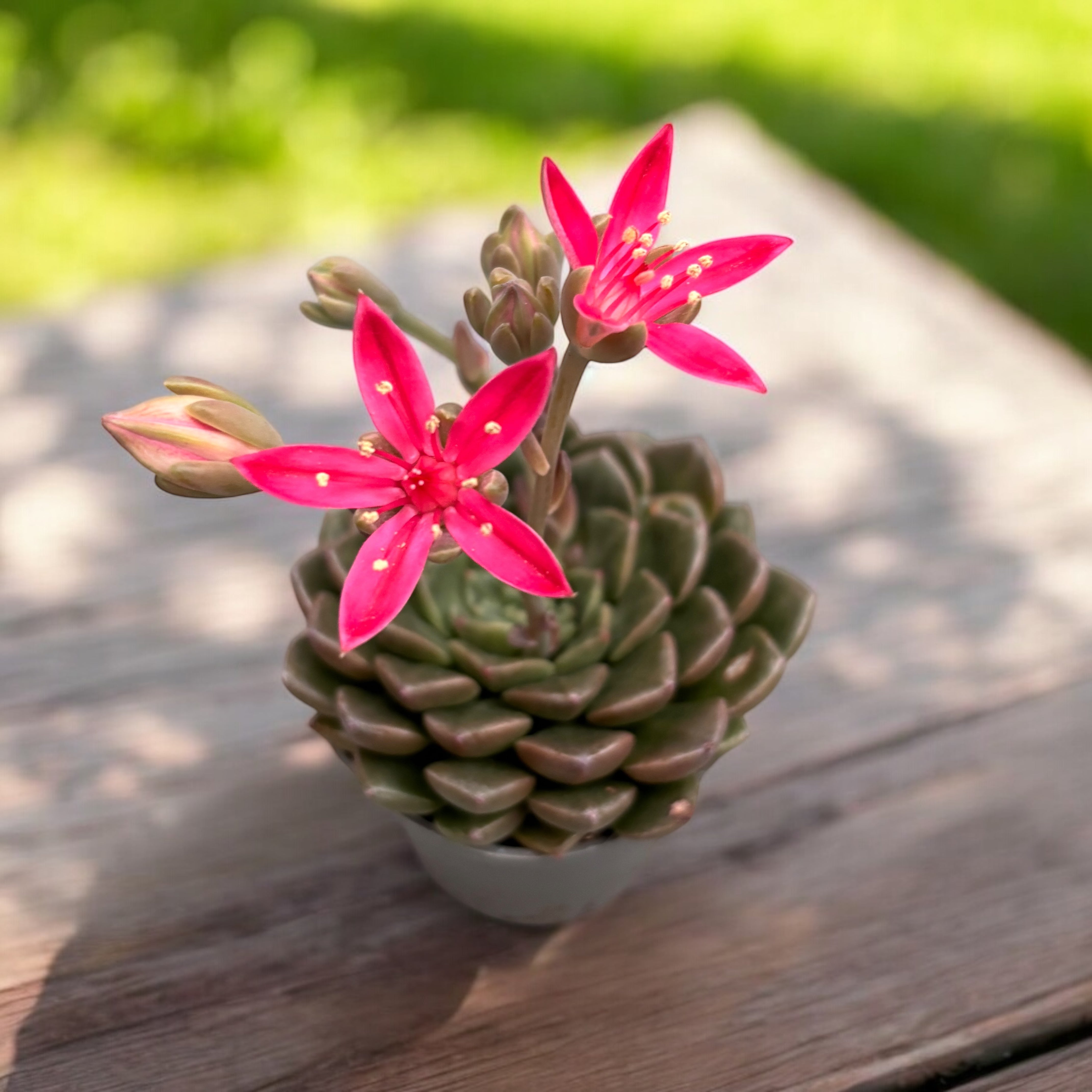 POWERS TO FLOWERS - Tacitus Bellus (Graptopetalum) Pianta Grassa Vera In Vaso 13cm | Con Omaggio Segreto