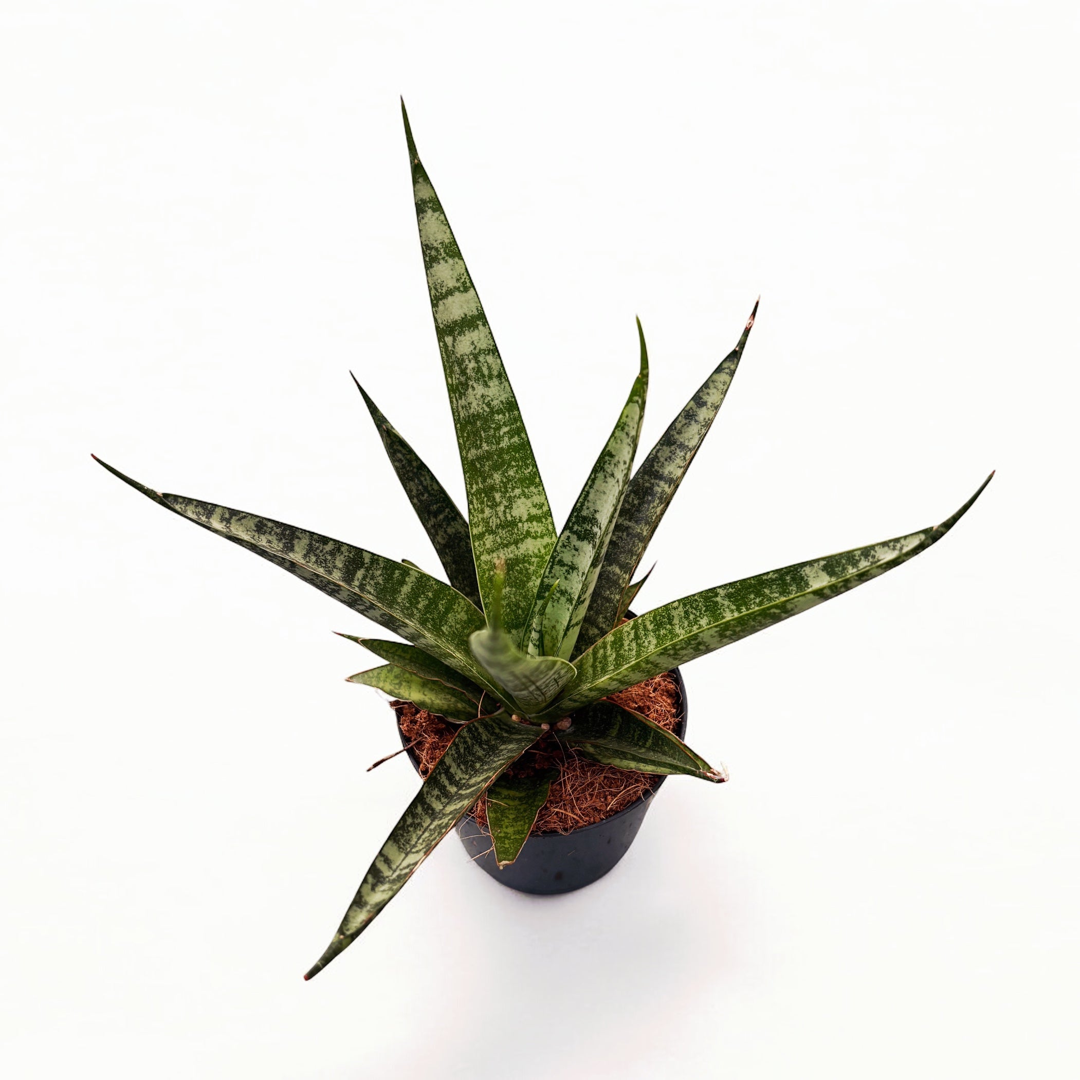 sansevieria queen marble Sansevieria 'Queen Marble' – Secret Garden Plant Shop