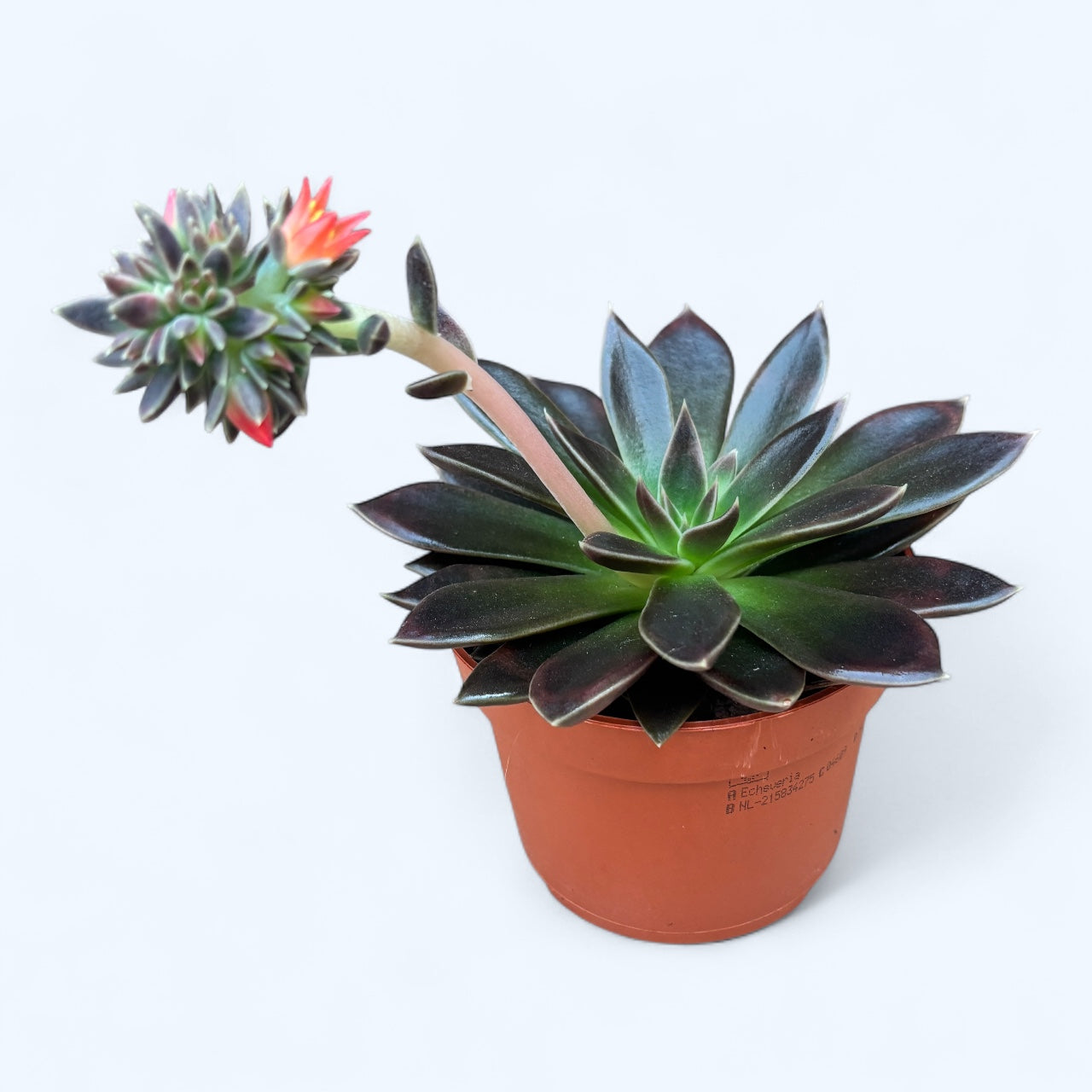 serrana succulent Echeveria Serrana – Secret Garden Plant Shop