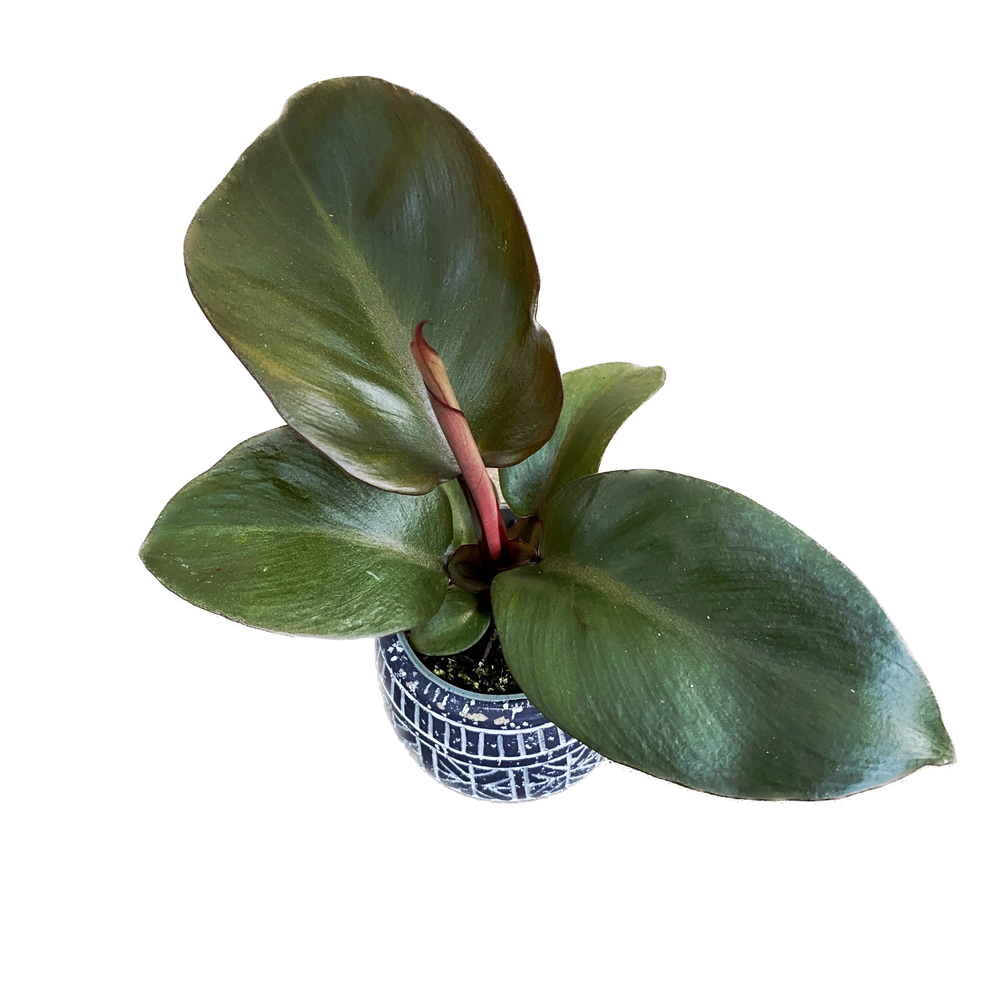 philodendron red secret Philodendron Red Heart (jeune plante) – Secret Garden Plant Shop