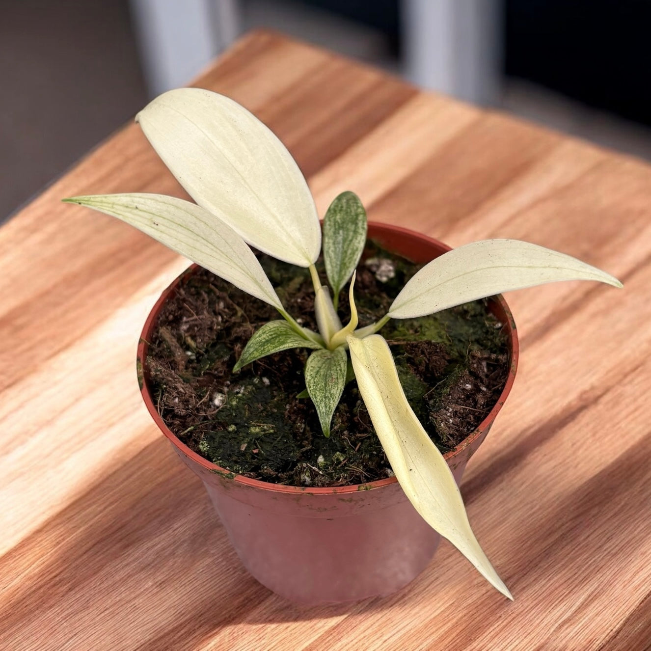 Philodendron 'Florida Ghost' (Babypflanze) – Secret Garden Plant Shop