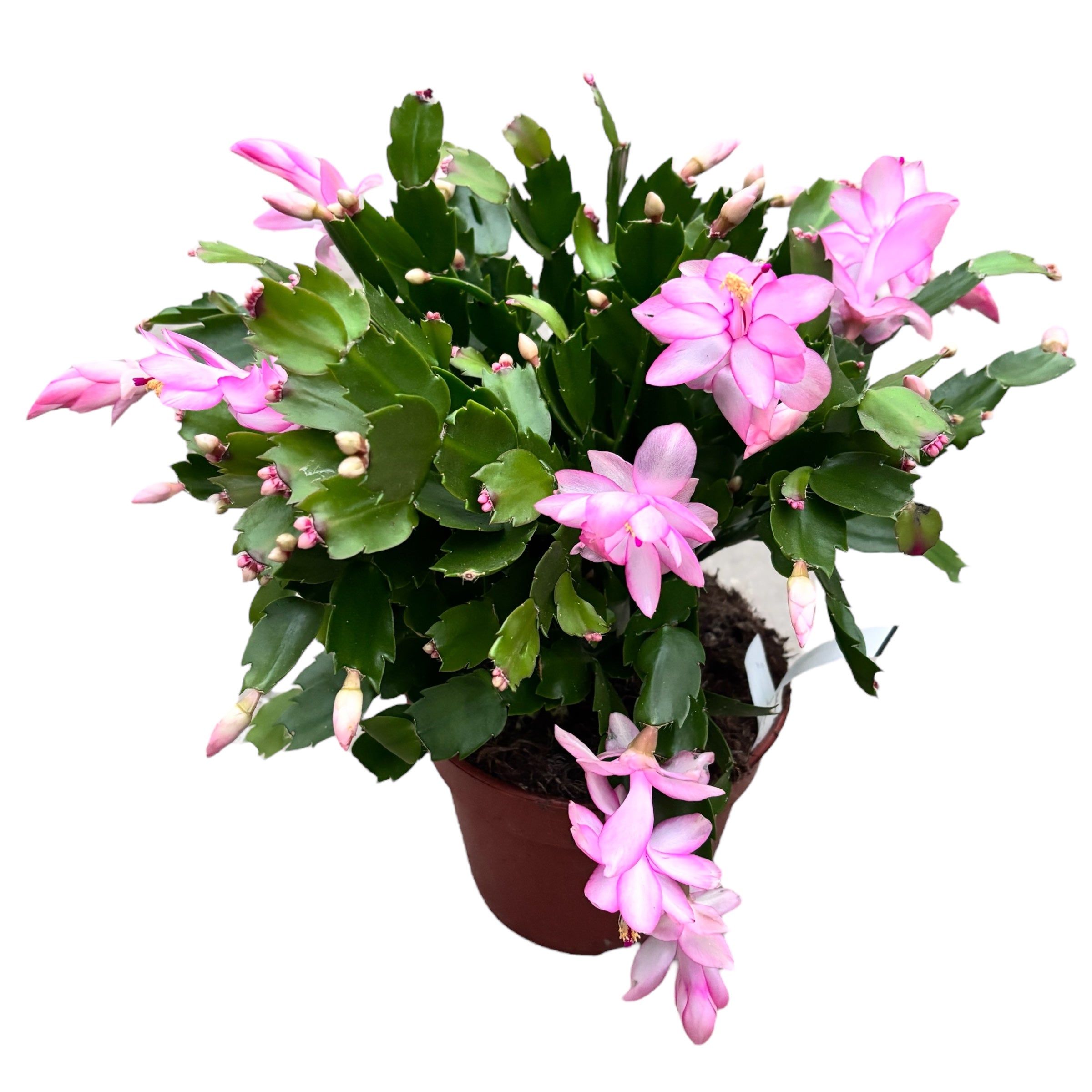 Schlumbergera 'Pandora' (ružová vianočná kaktus)