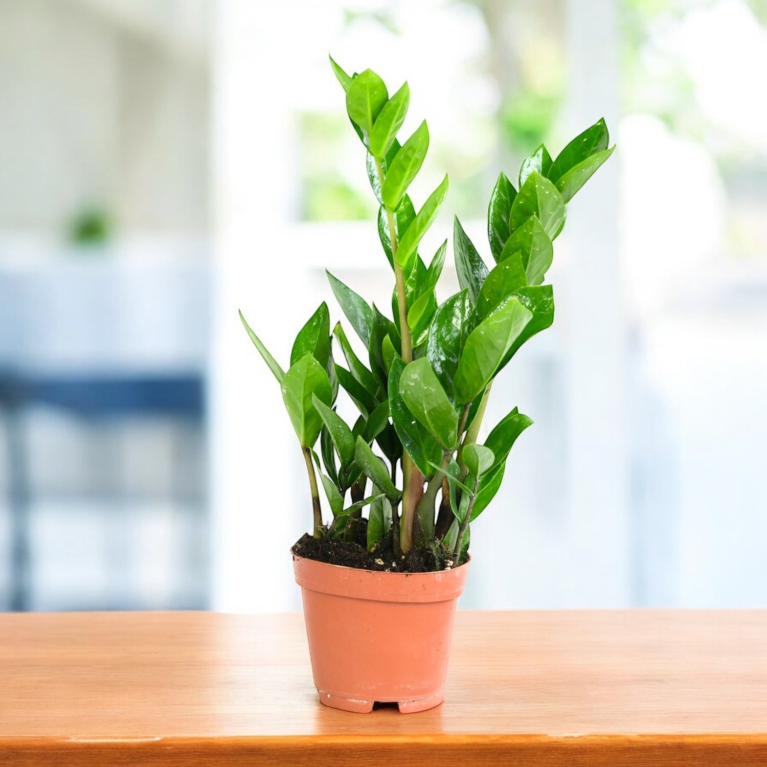 Zamioculcas zamiifolia D12 – Zanzibar Gem (Geldpflanze) – Secret Garden  Plant Shop