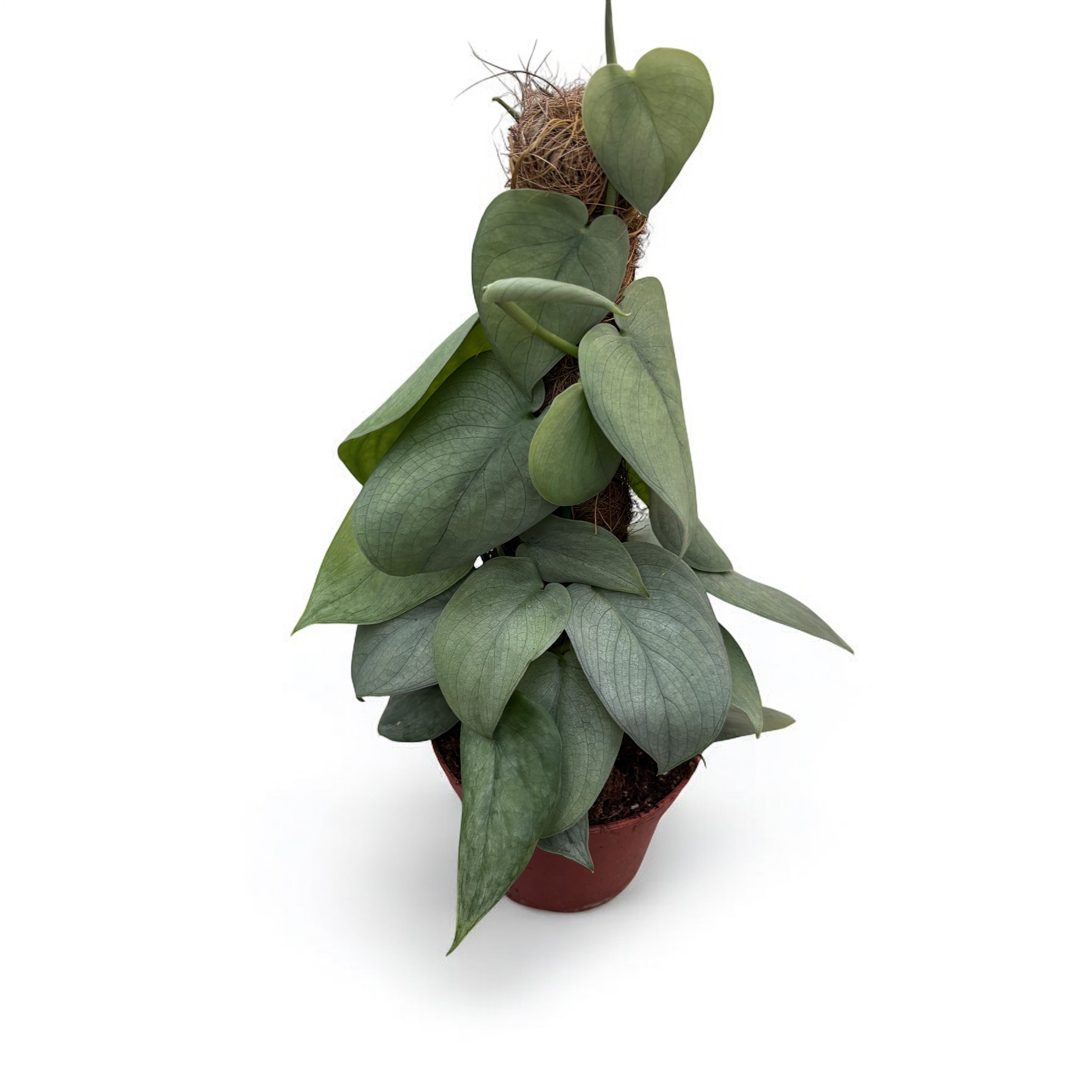 9+ Scindapsus Silver Hero Scindapsus 'Silver Hero' 4pp – Secret Garden Plant Shop