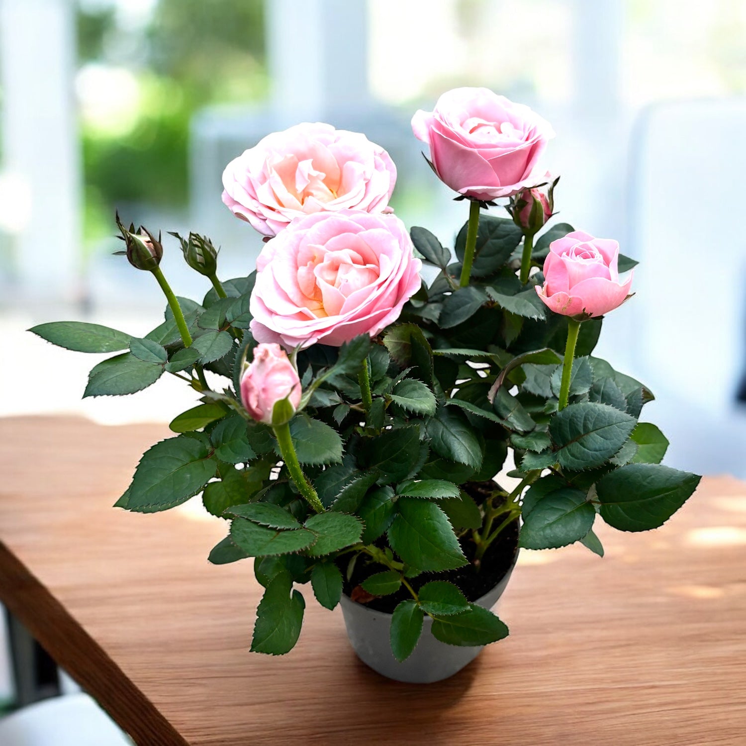 Zwergrosen 'Rosa Princess of Infinity' (3 Pflanzen/Topf)