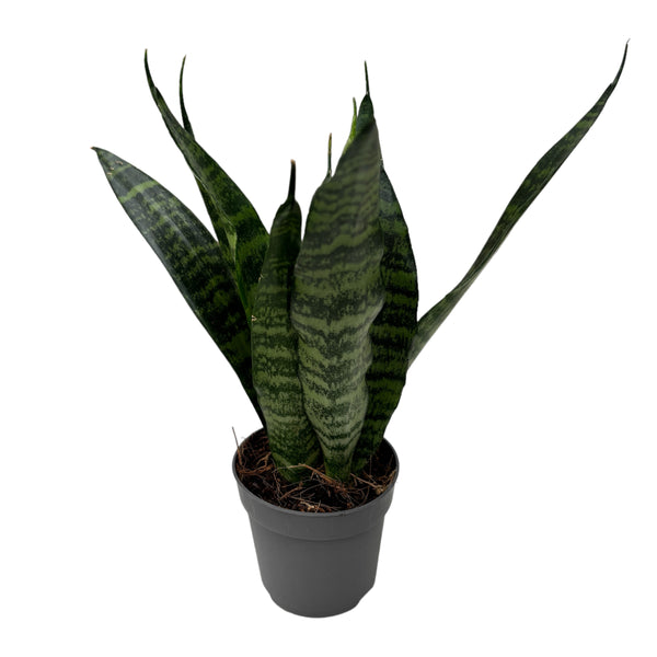 Sansevieria trifasciata 'Black Coral' (mother-in-law's tongue) D7