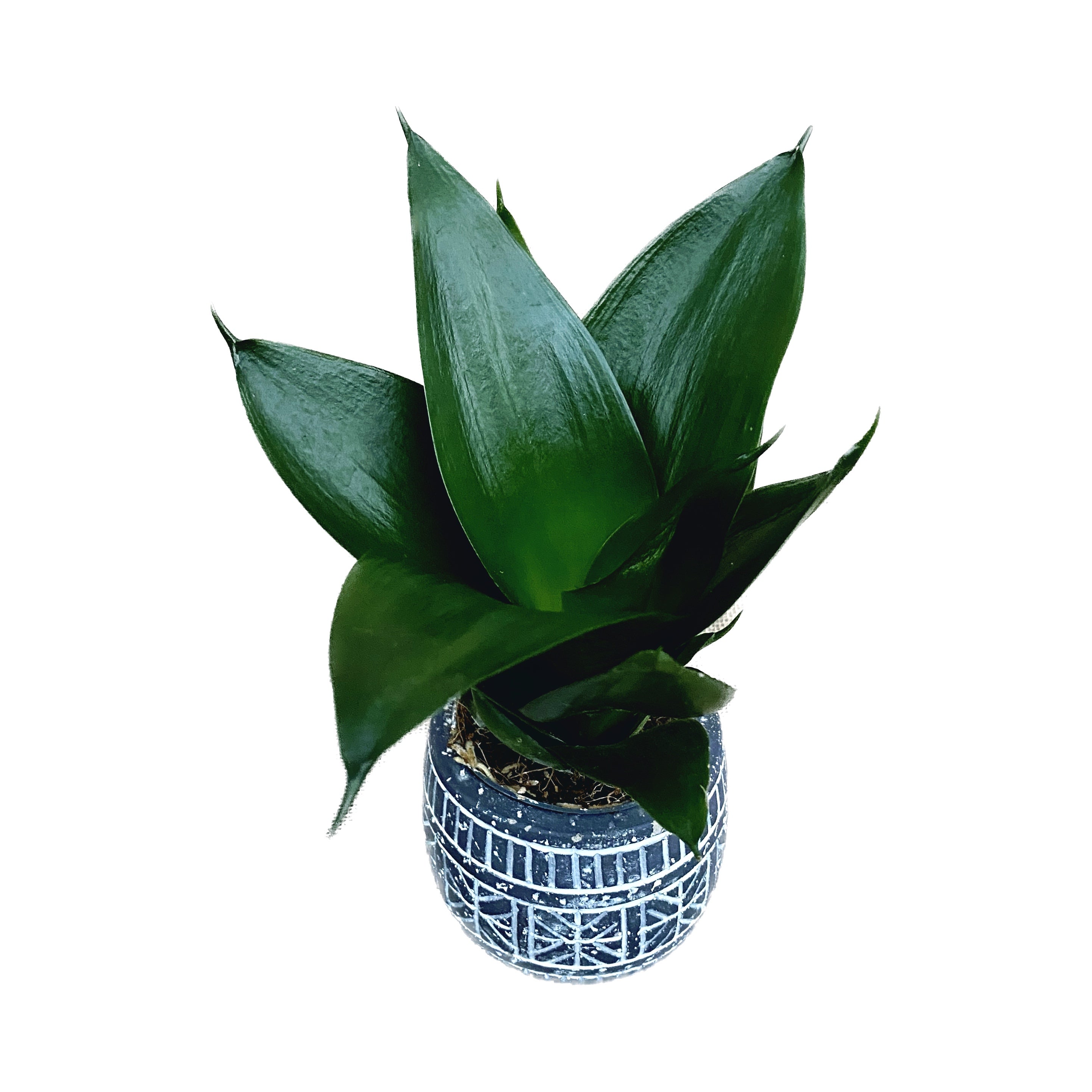 sansevieria black hahnii Sansevieria Hahnii 'Black Jade' D6 – Secret Garden Plant Shop