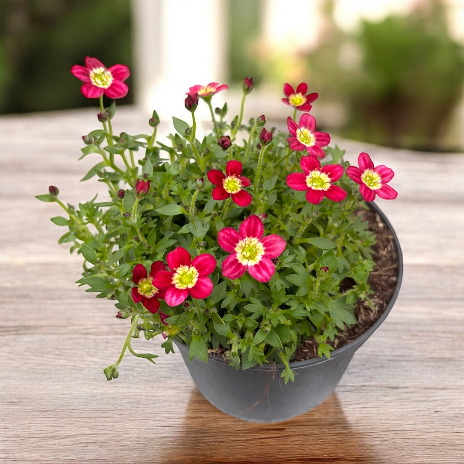 Saxifraga Peter Pan – Secret Garden Plant Shop