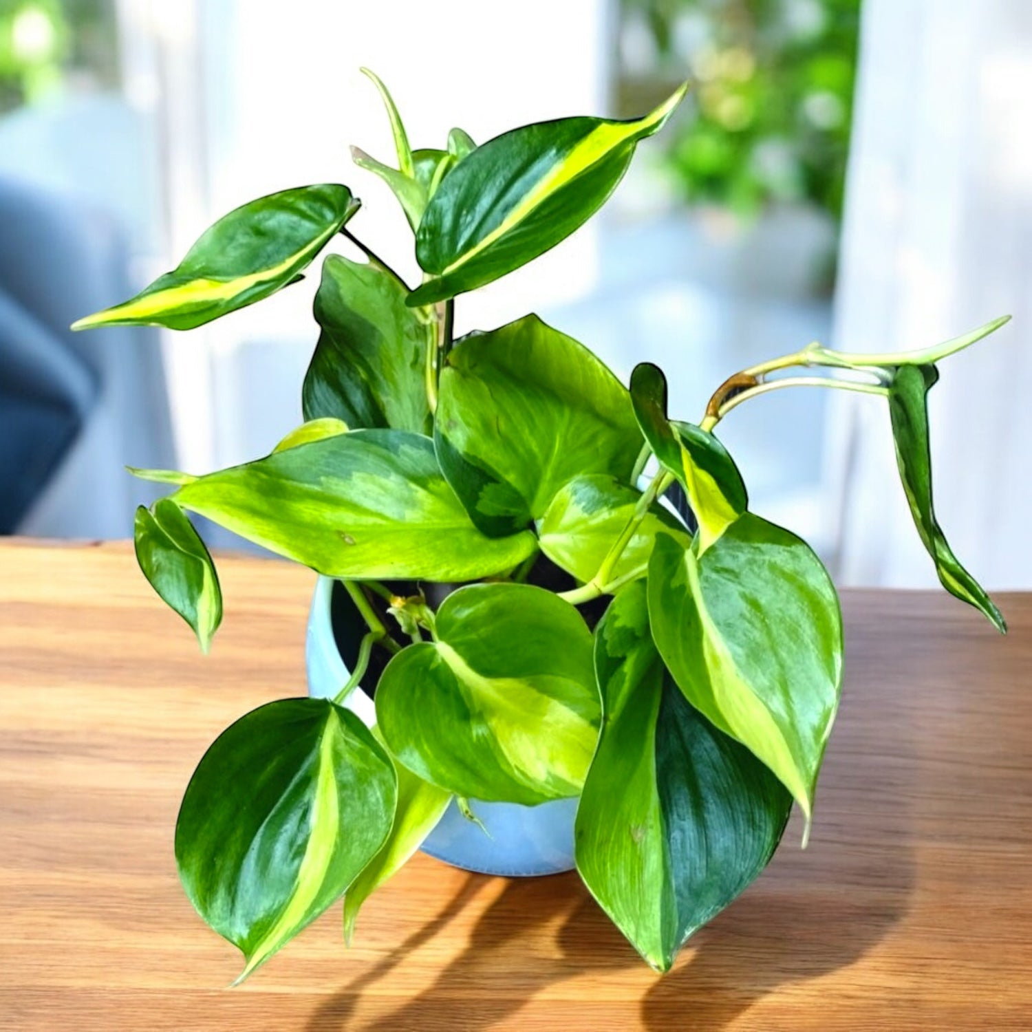 philodendron scandens-araceae Philodendron scandens 'Brasil' (3-4 plants/pot) – Secret Garden Plant Shop