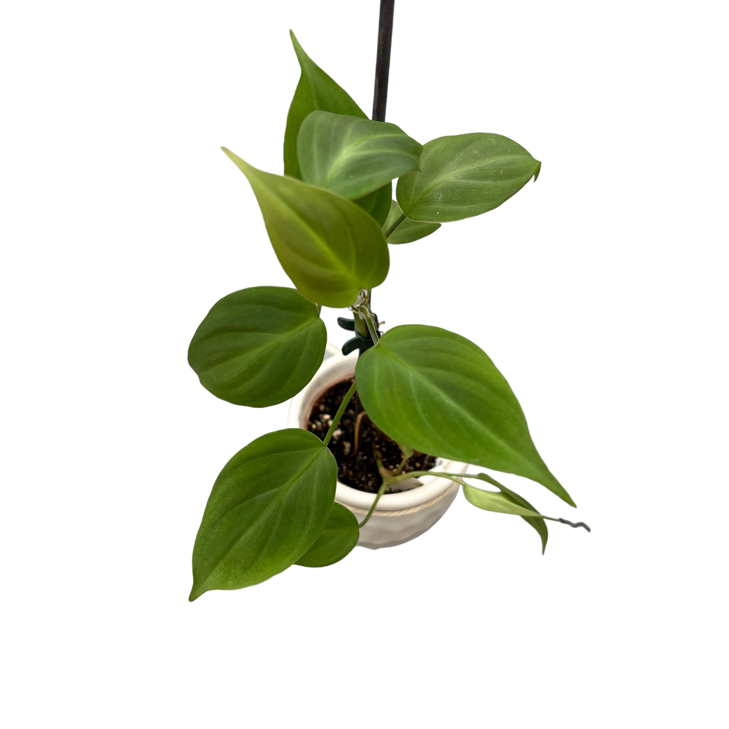 philodendron camposportoanum kaufen Philodendron camposportoanum (Samt-Schild) – Secret Garden Plant Shop