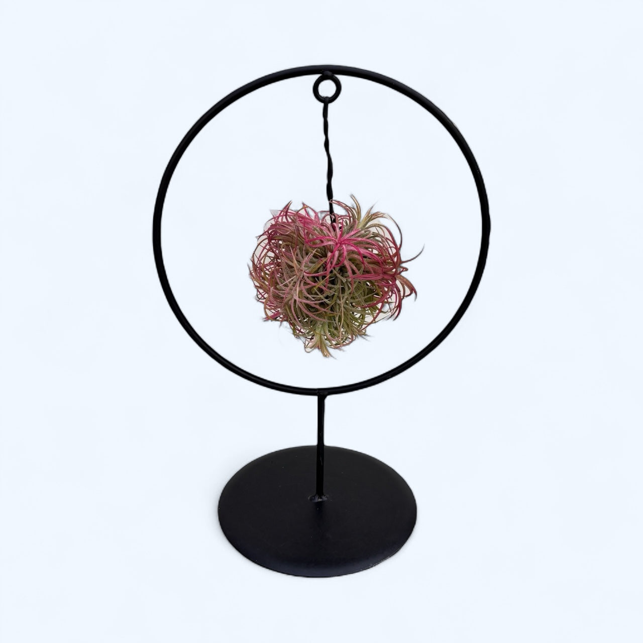 Arrangement avec Tillandsia Magic Ball Rouge – accent vibrant et raffi