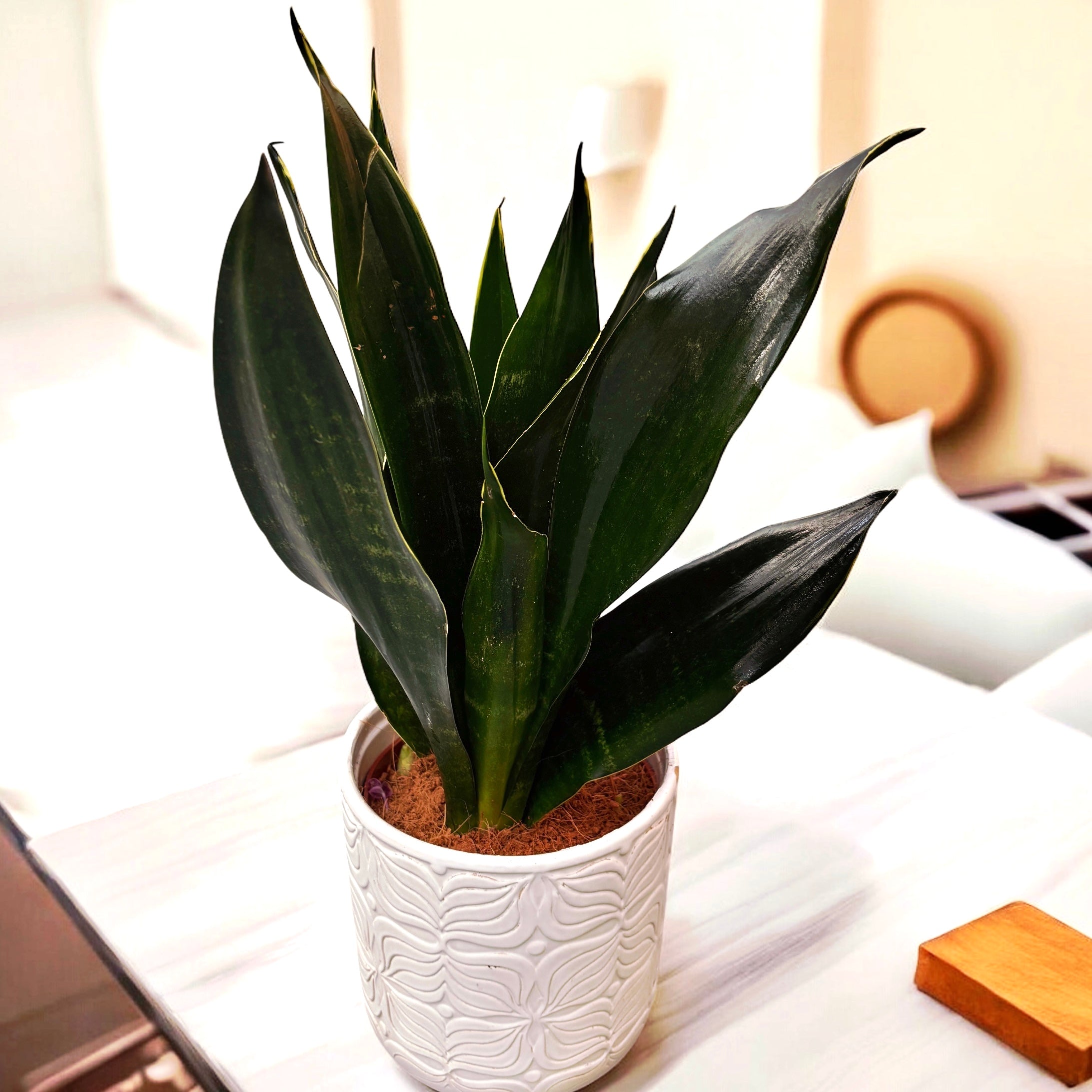black diamond snake plant Sansewieria 'Black Diamond' D12 – Secret Garden Plant Shop