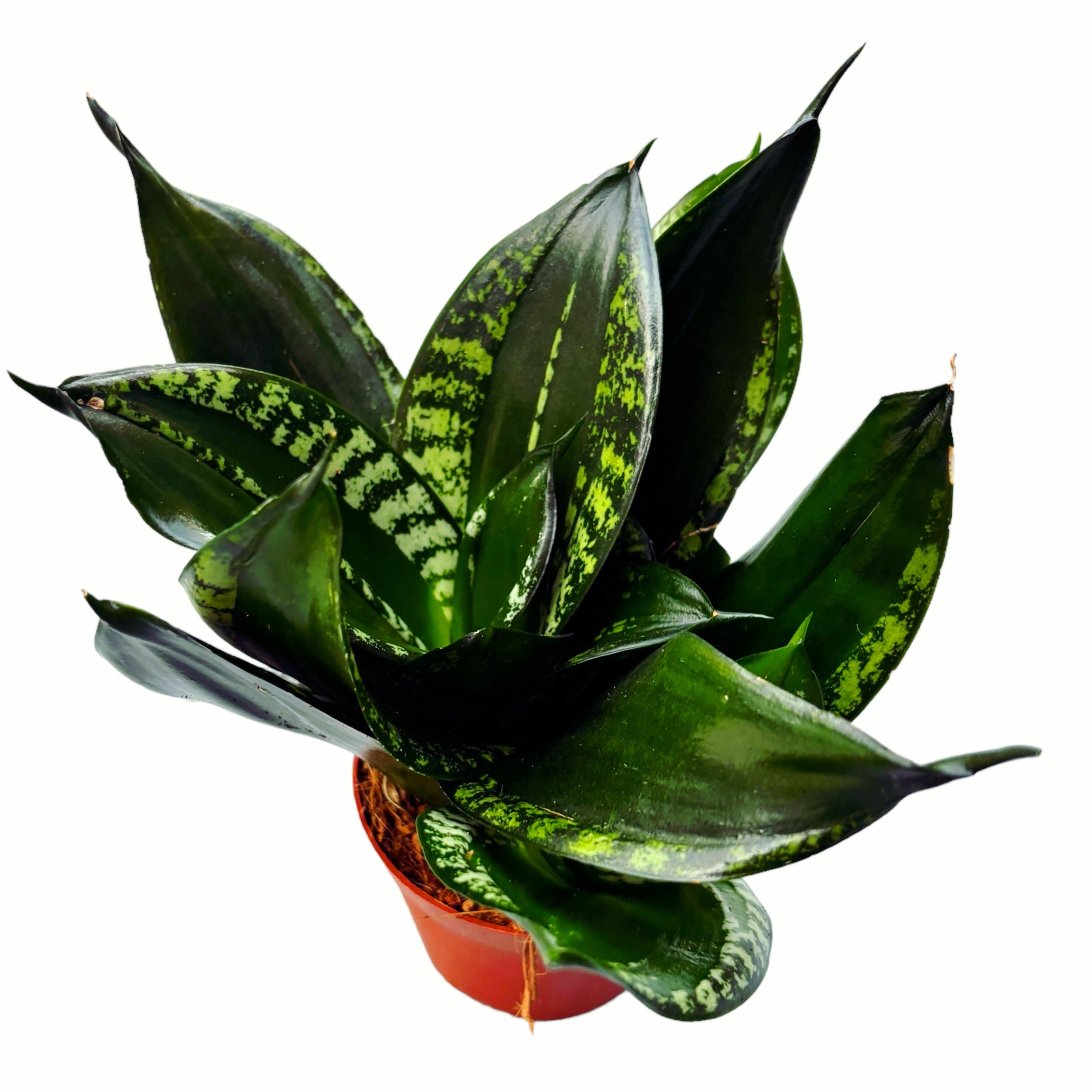 sansevieria zeylanica silver flame Sansevieria Silver Flame (Whitney) – Secret Garden Plant Shop