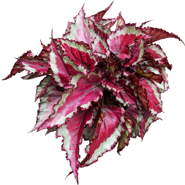 Begonia Magic Colours 'Spitfire'