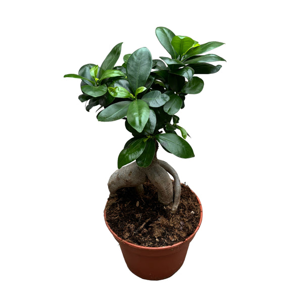 Bonsai - Ficus Microcarpa Ginseng D15