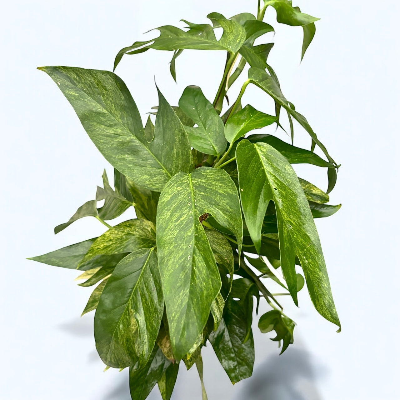 Epipremnum pinnatum 'Baltic Blue Mint Variegata' XL – Secret Garden Plant  Shop