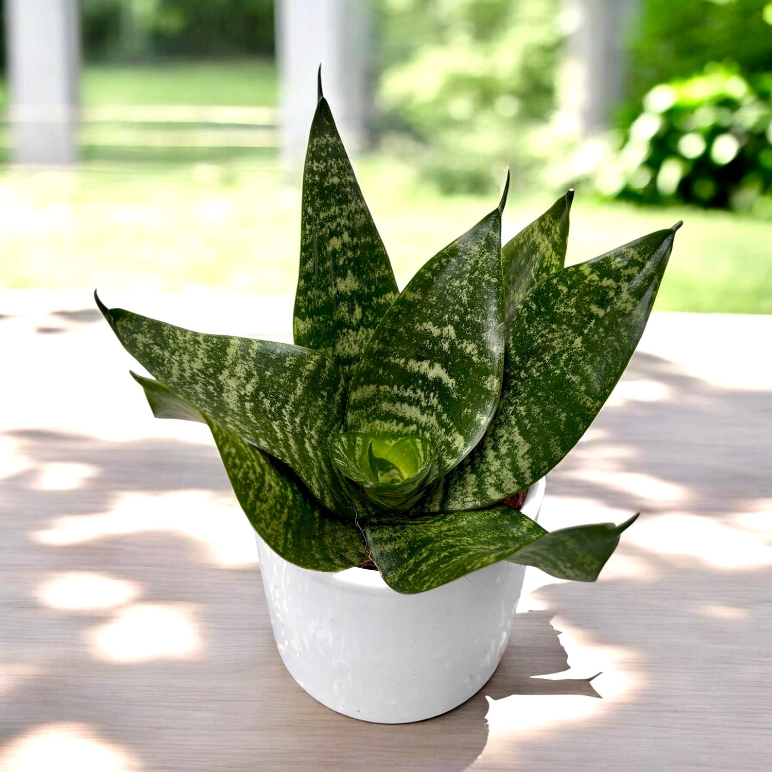 planta sansevieria trifasciata Sansevieria trifasciata 'Green Hahnii' – Secret Garden Plant Shop