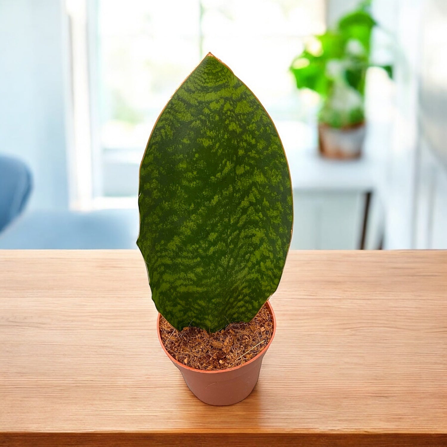 sansevieria grandis Sansevieria grandis – Secret Garden Plant Shop