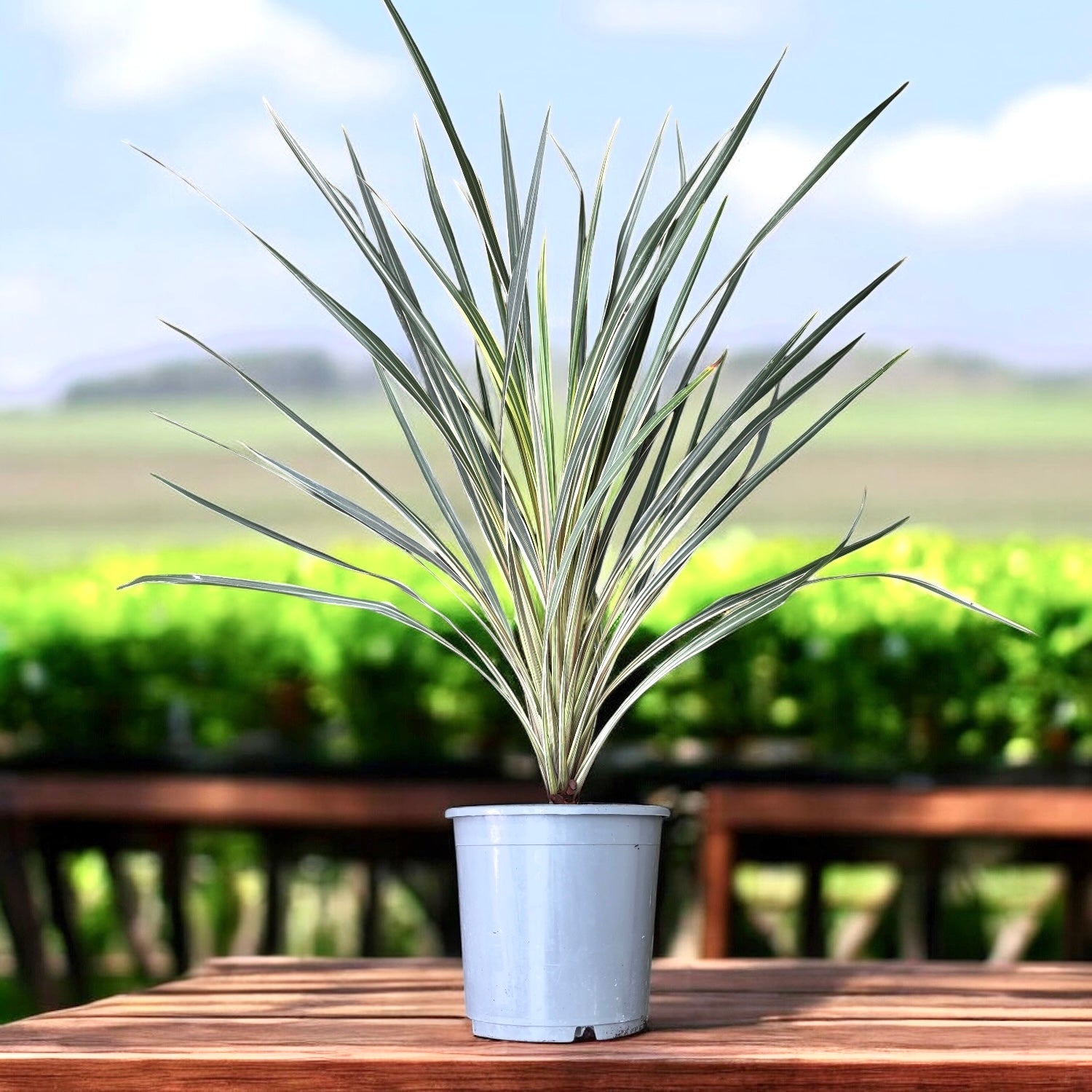 Cordyline australis 'Variegated'