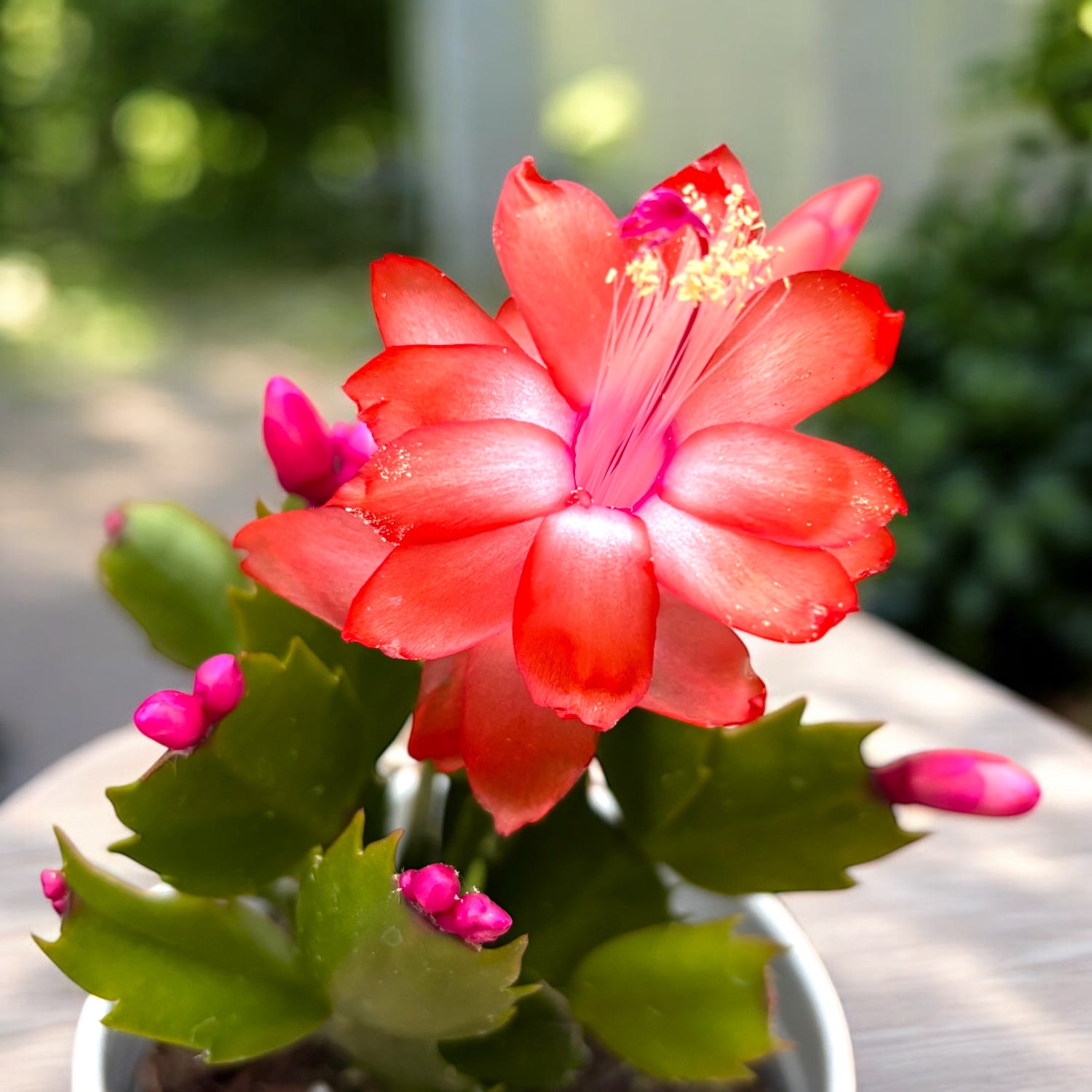 Schlumbergera 'Orange Flame' (Cactus di Natale arancione) 2pp – Secret  Garden Plant Shop