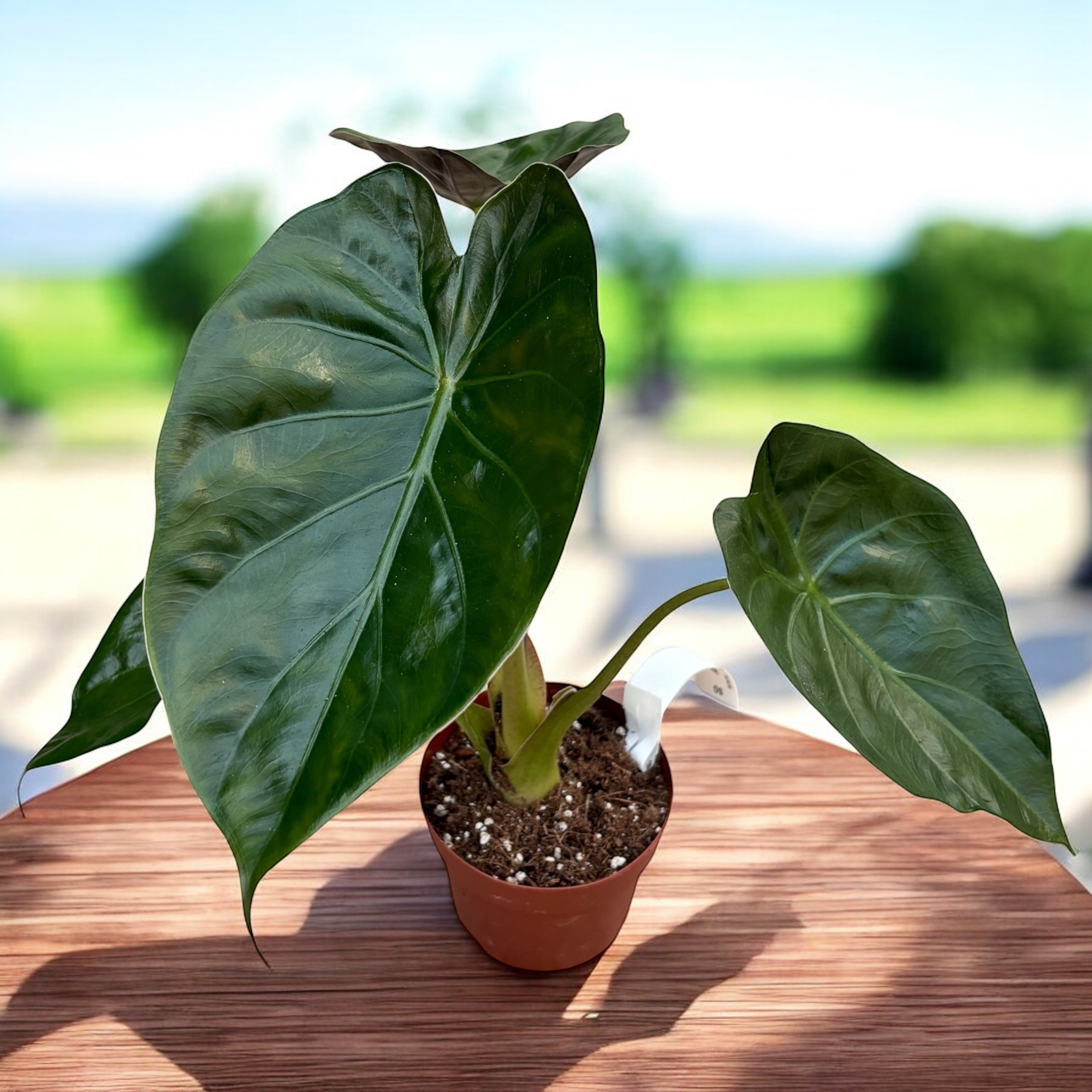 Alocasia wentii