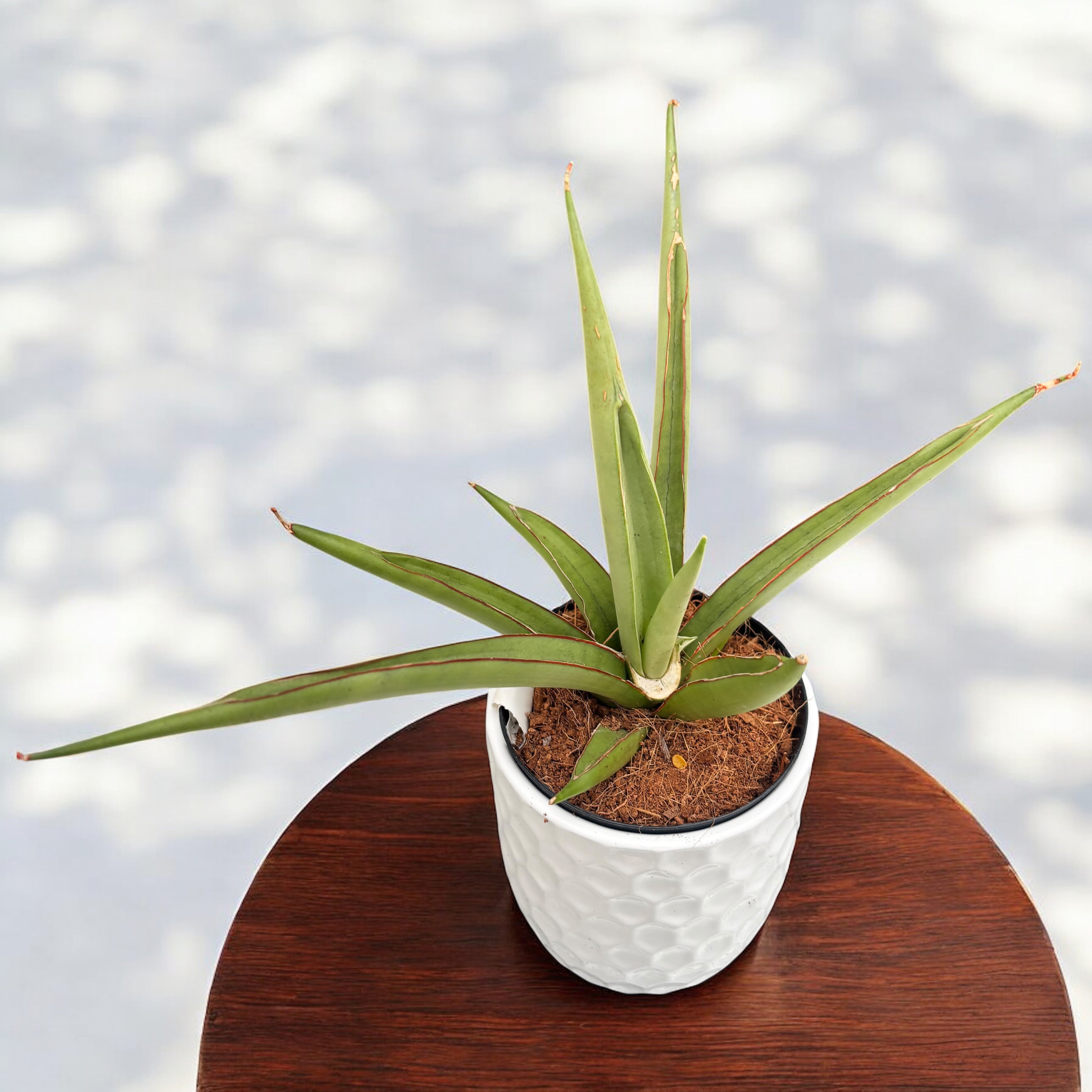 sansevieria hojas amarillas y arrugadas Sansevieria 'Silver Syreni' – Secret Garden Plant Shop