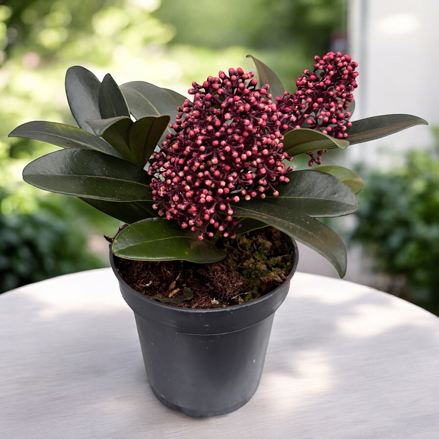 Skimmia Japonica Rubella (Japoski liliowiec) 1pp - pachnce kwiaty   Secret Garden Plant Shop