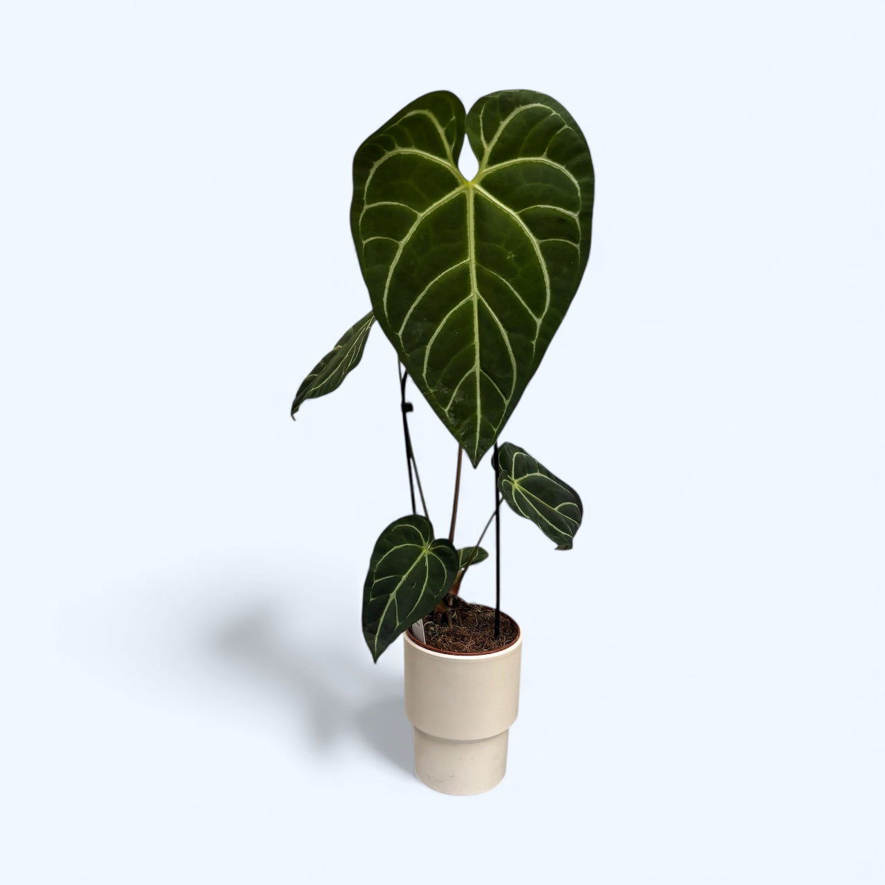 Anthurium regale – frunze uriase, catifelate, de un verde imperial – Secret  Garden Plant Shop