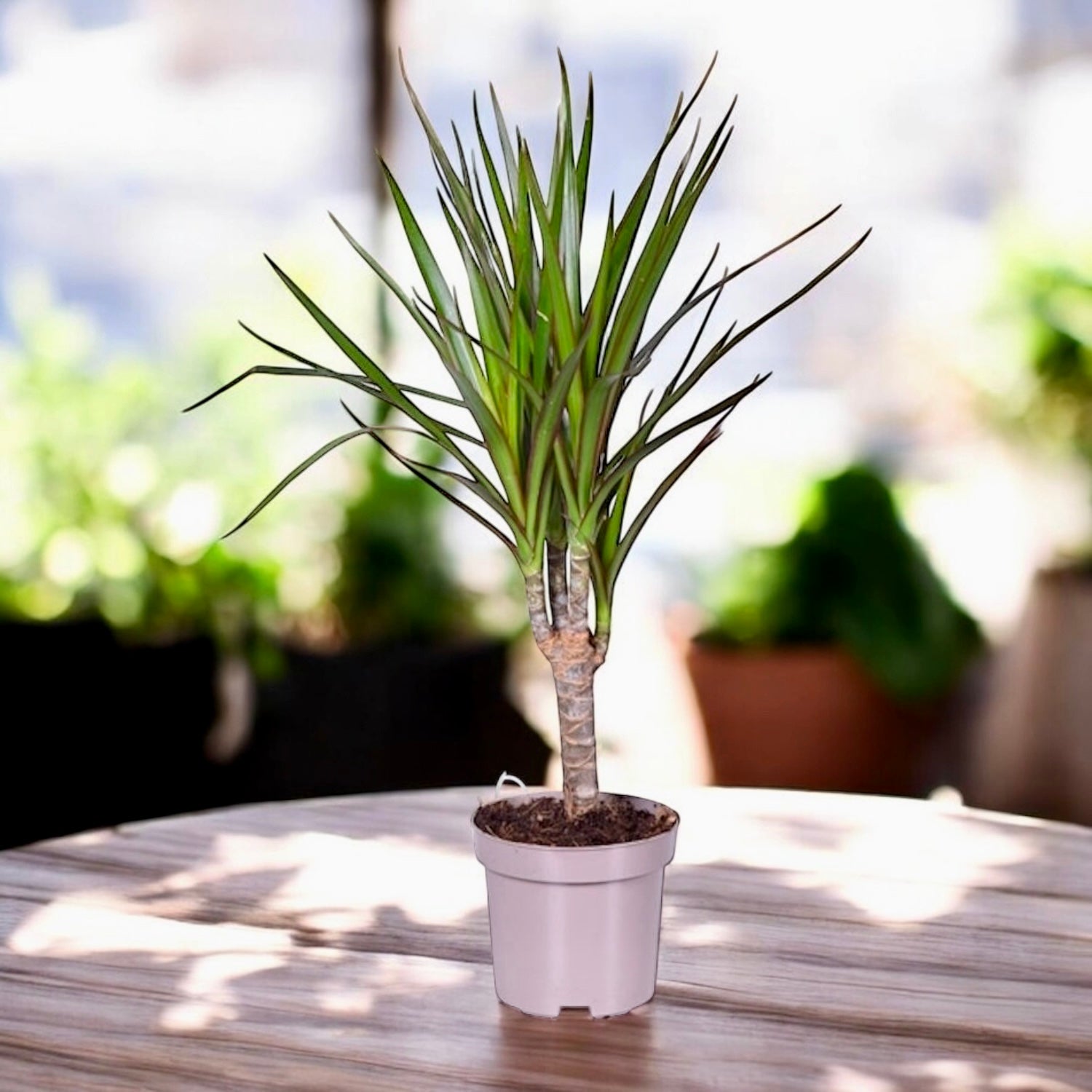 Dracaena Marginata, die Pflanze, die die Luft reinigt – Secret Garden Plant  Shop