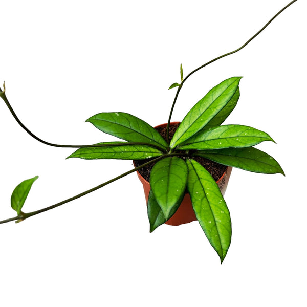 Hoya crassipetiolata D9