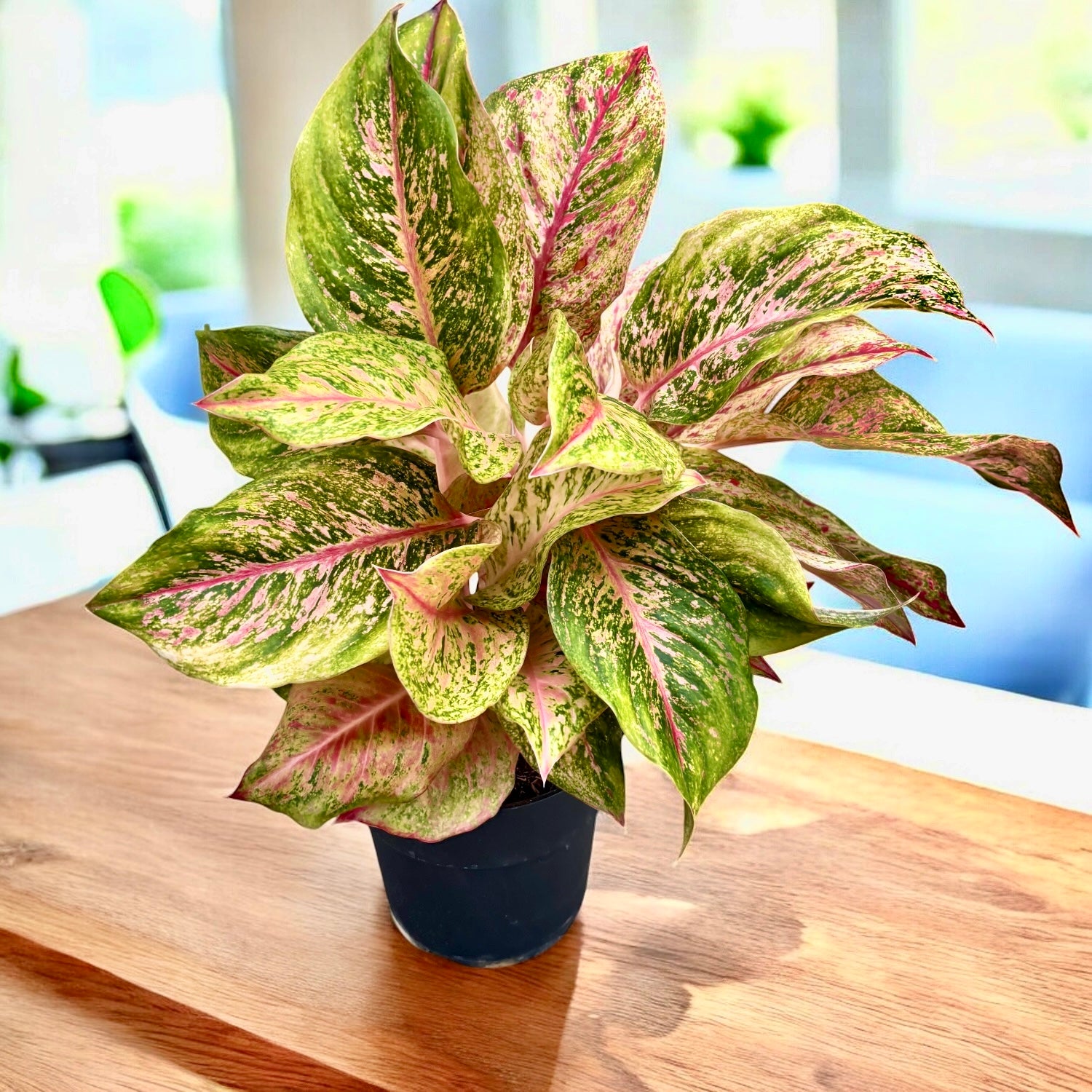 two tone moonstone colorful aglaonema Aglaonema Painted Celebration