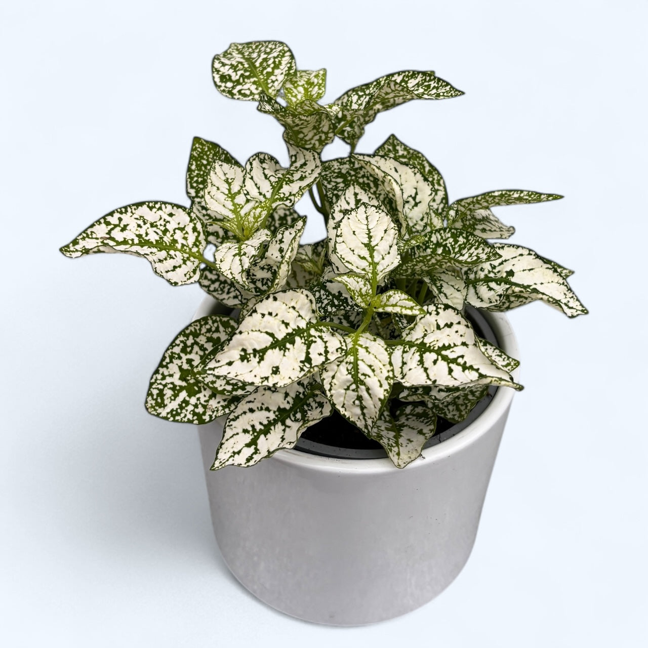 Hypoestes phyllostachya 'Splash Select White' (planta cu pistrui