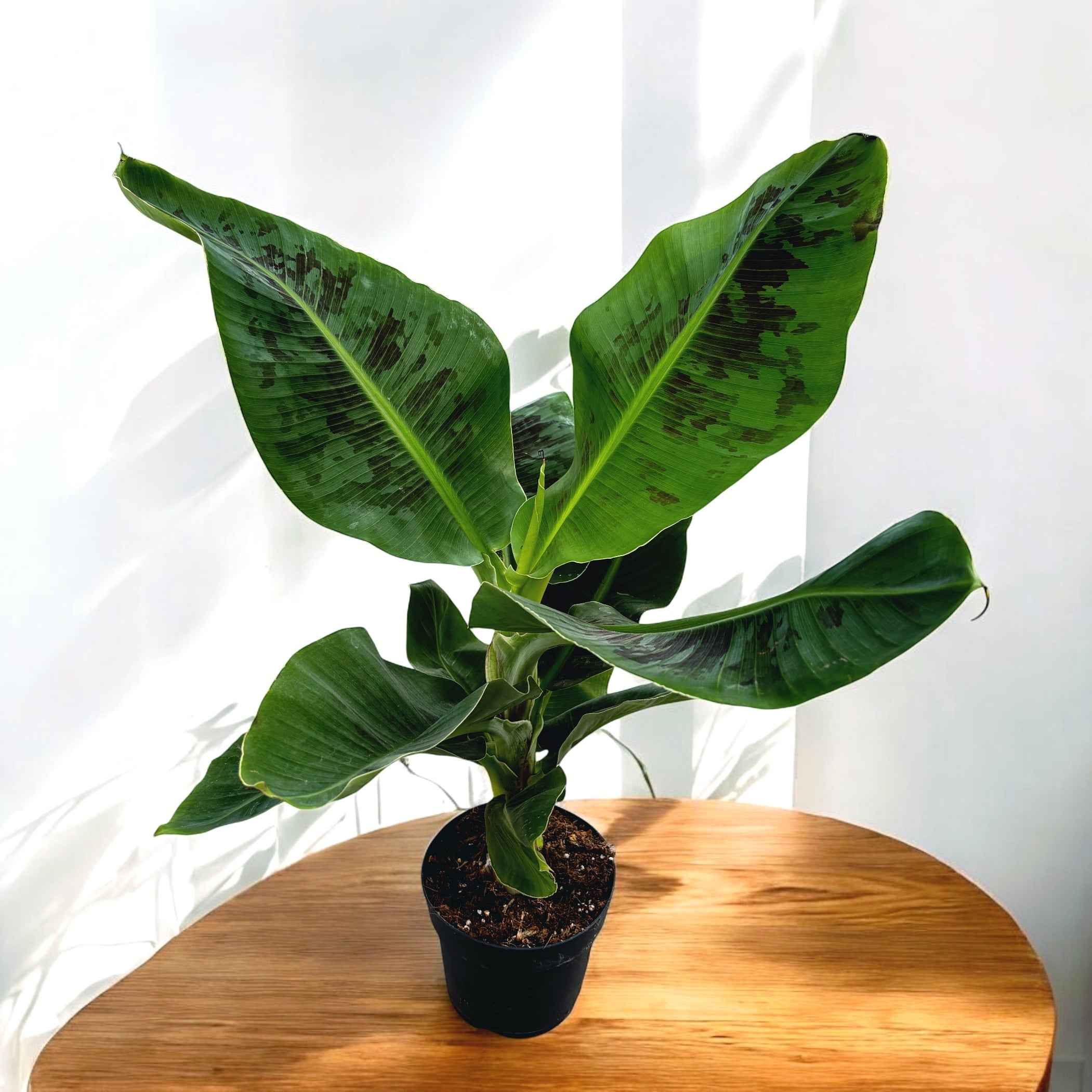 Bananier pitic - Musa acuminata 'Dwarf Cavendish' (Cavendish