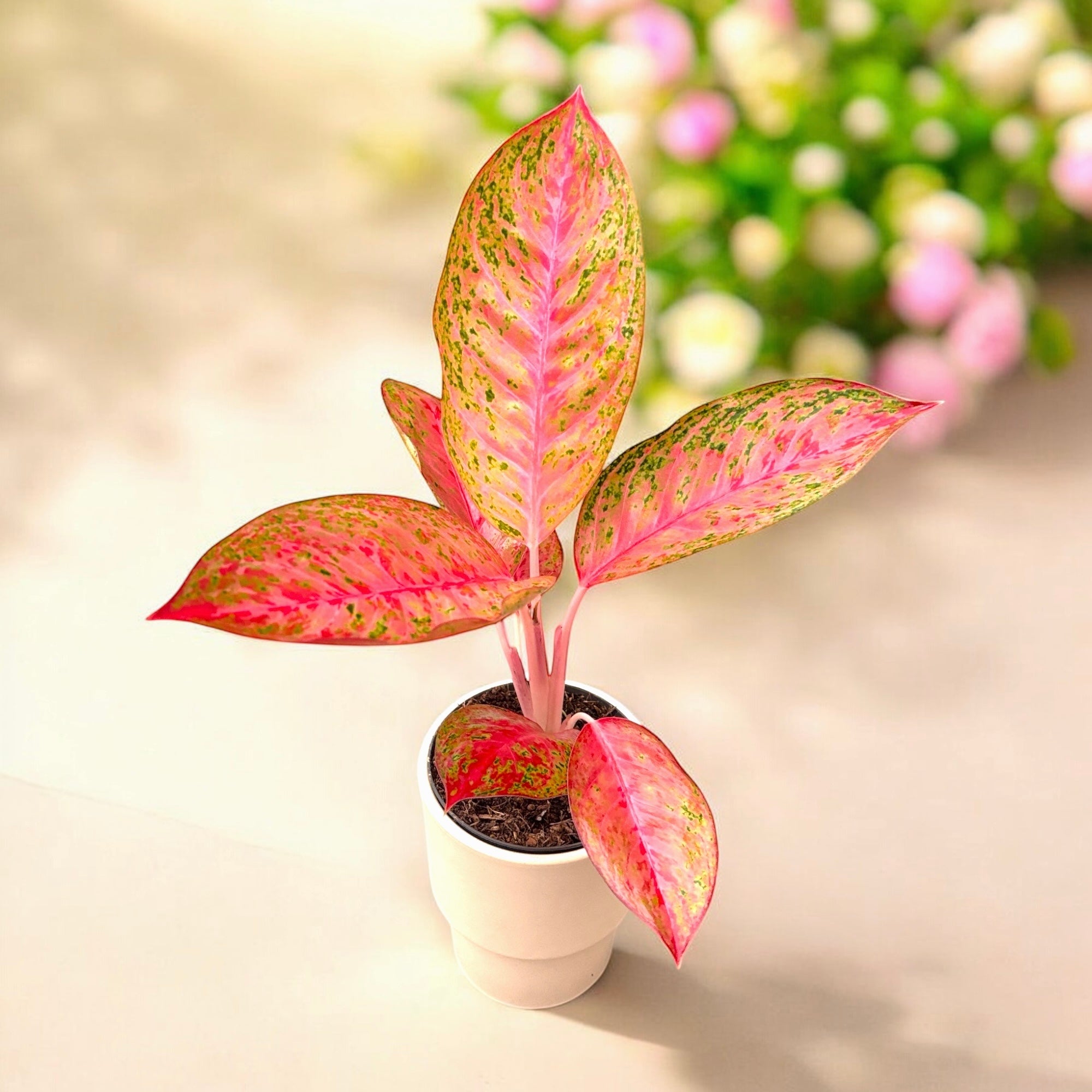 aglaonema mystery Aglaonema Tango Pink – Secret Garden Plant Shop