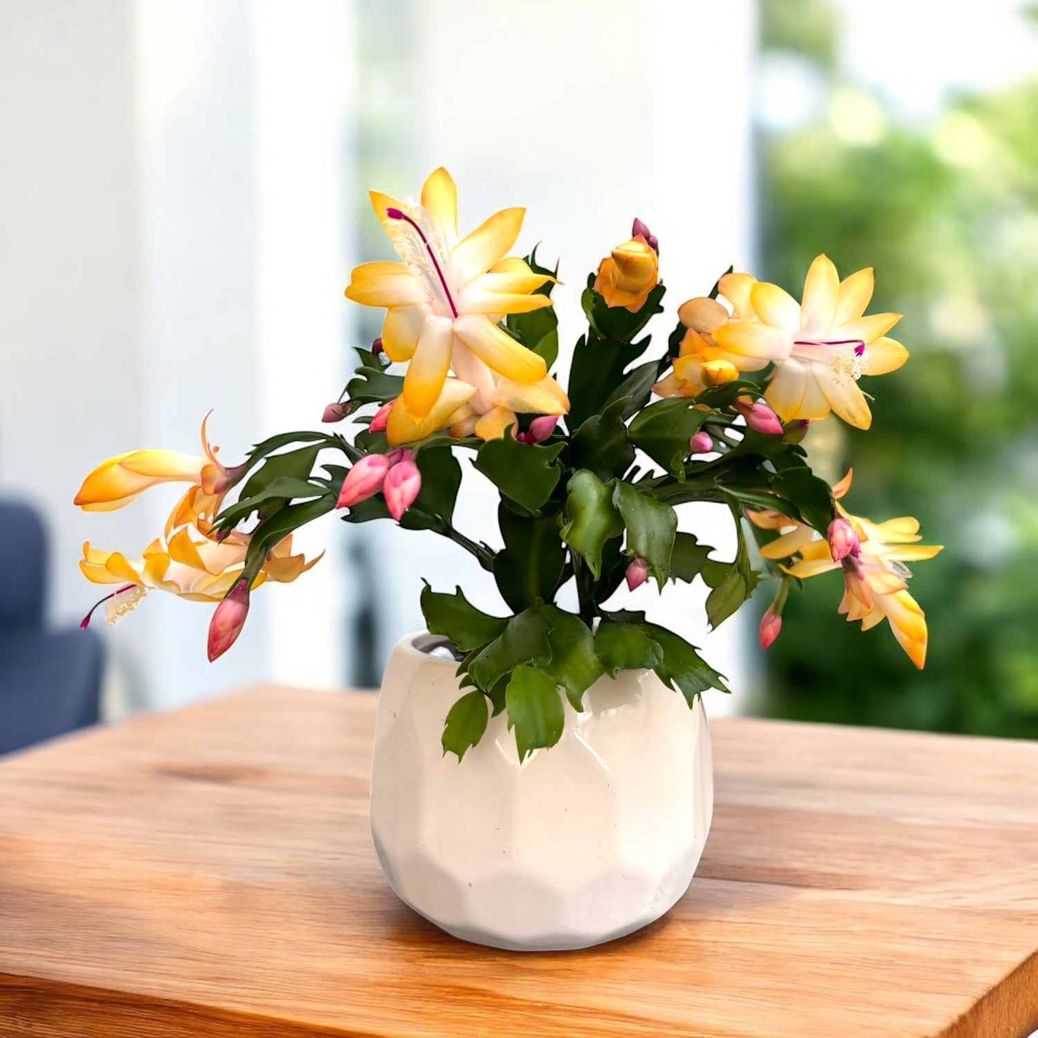 Schlumbergera 'Thor Sophia' (Cactus de Noël jaune) 2pp – Secret Garden  Plant Shop