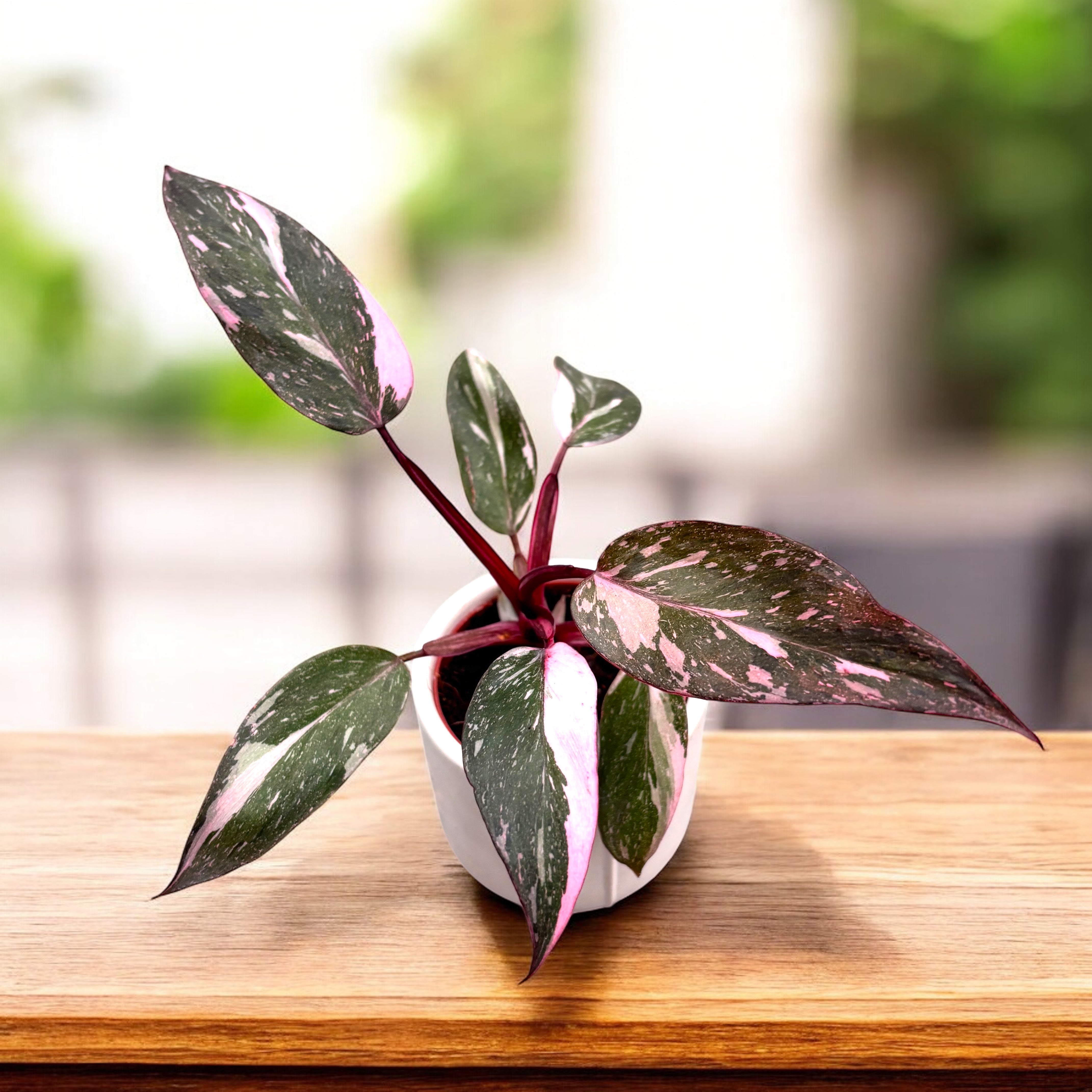 Philodendron 'Pink Princess Marble' D7 (babyplant) – Secret Garden